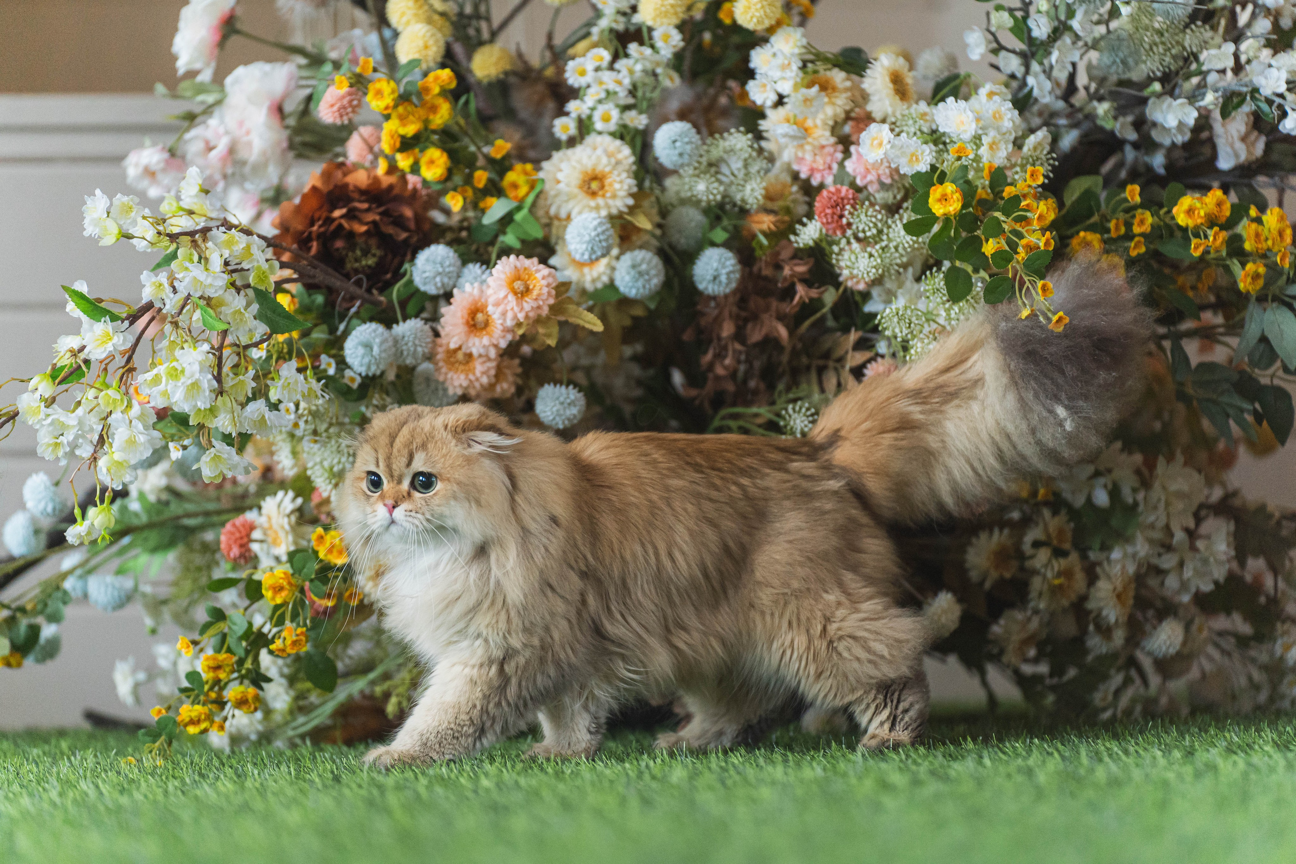 Питомник Шотландских кошек. Фотограф в Москве Ленарская Дарья