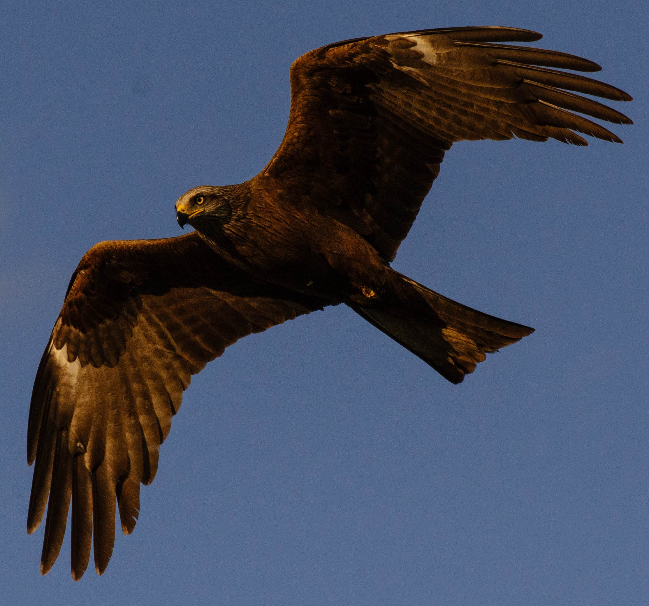 Анималистика. Фотограф в Москве — Георгий Чернышов