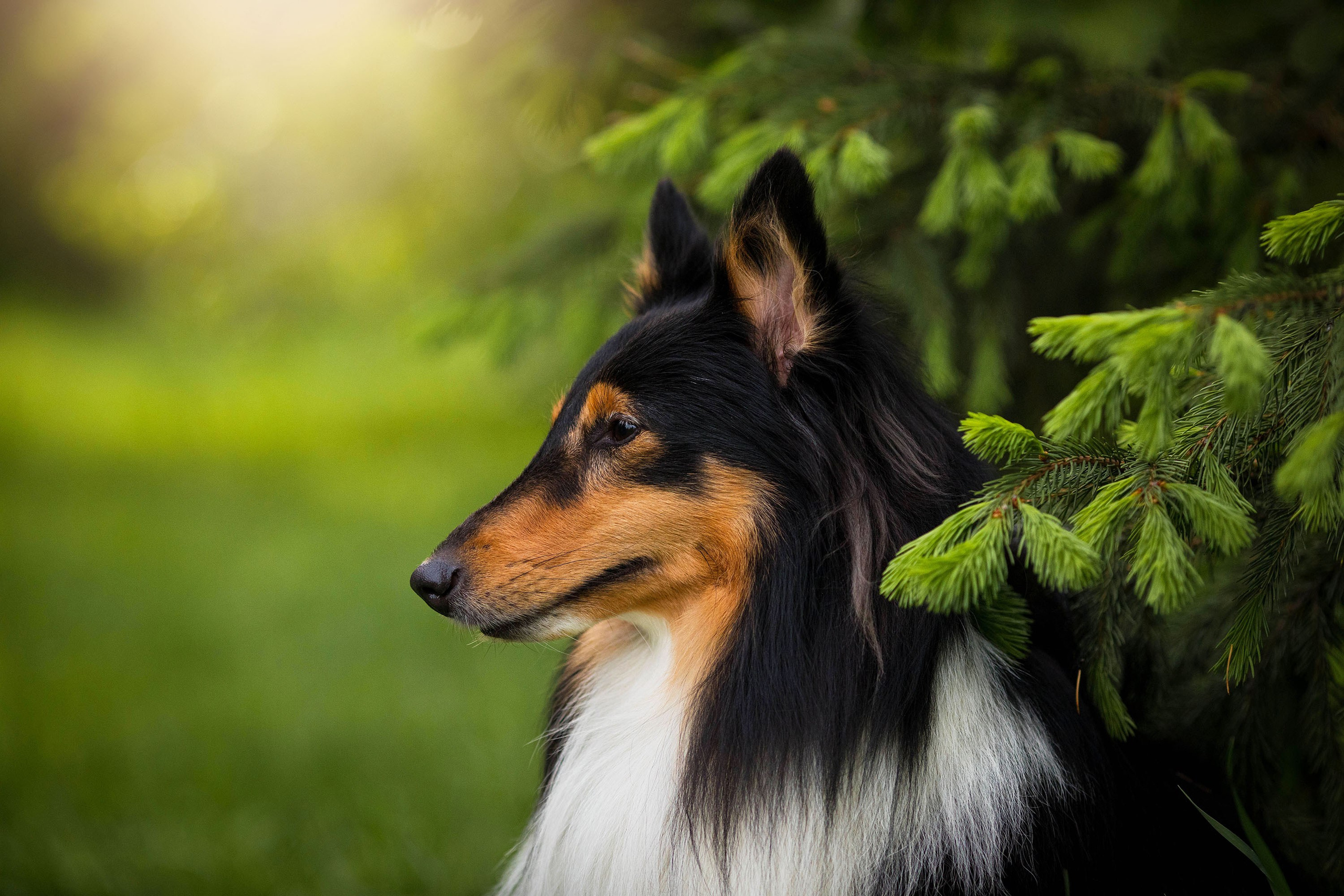 Съемка животных. Конный фотограф в Челябинске Стромова Ольга