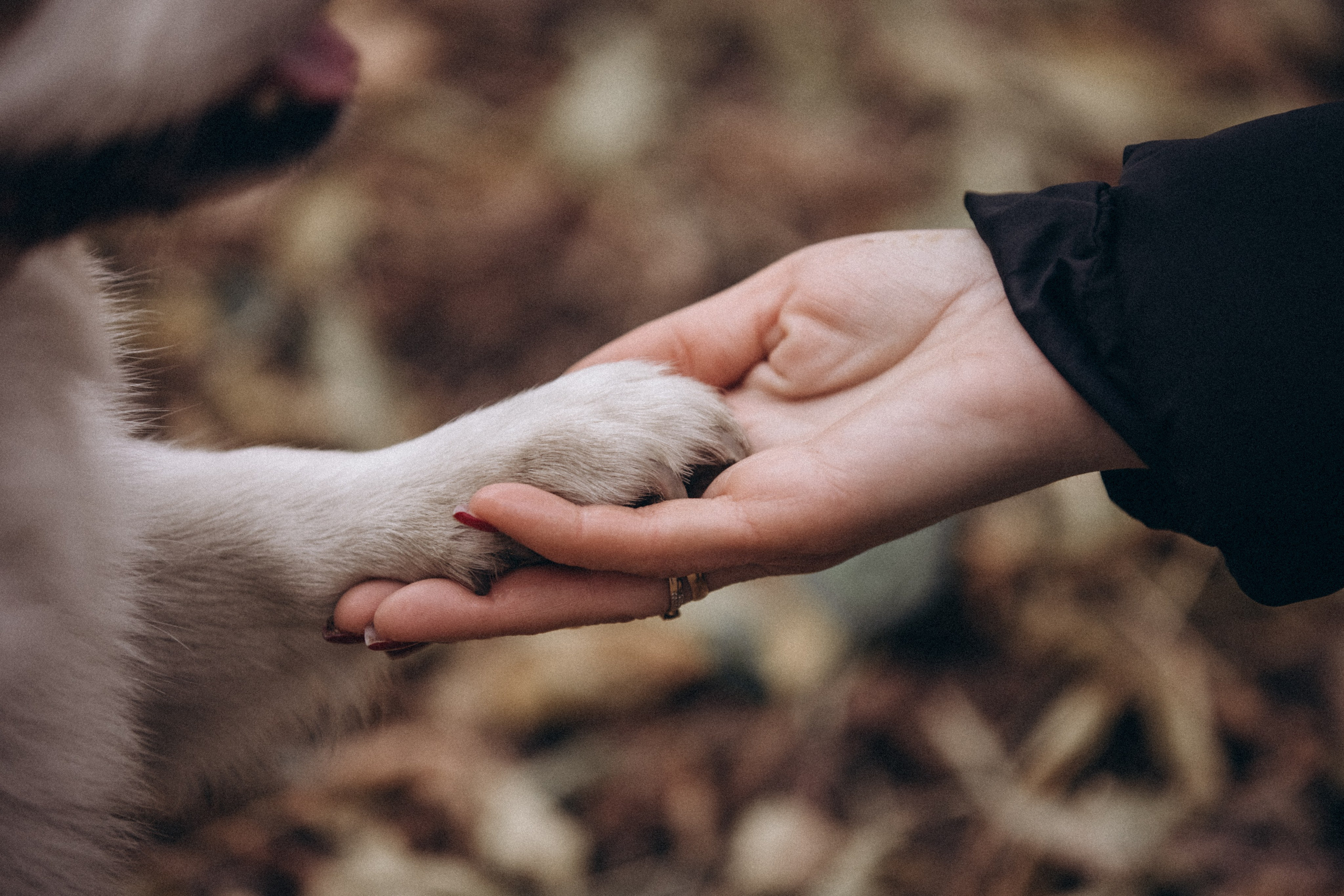 Фотограф — анималист Светлана Кысса|фотограф собак в Краснодаре и Нижнем Новгороде