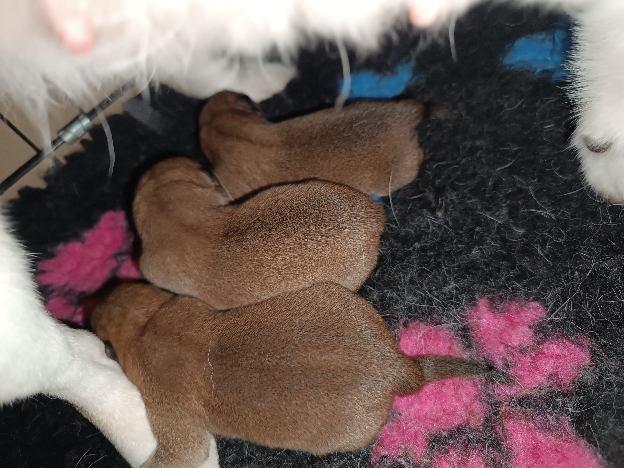 сиба питомник Рубилайт щенки на продажу rubylight  сиба щенки купить СПб Санкт-Петербург 