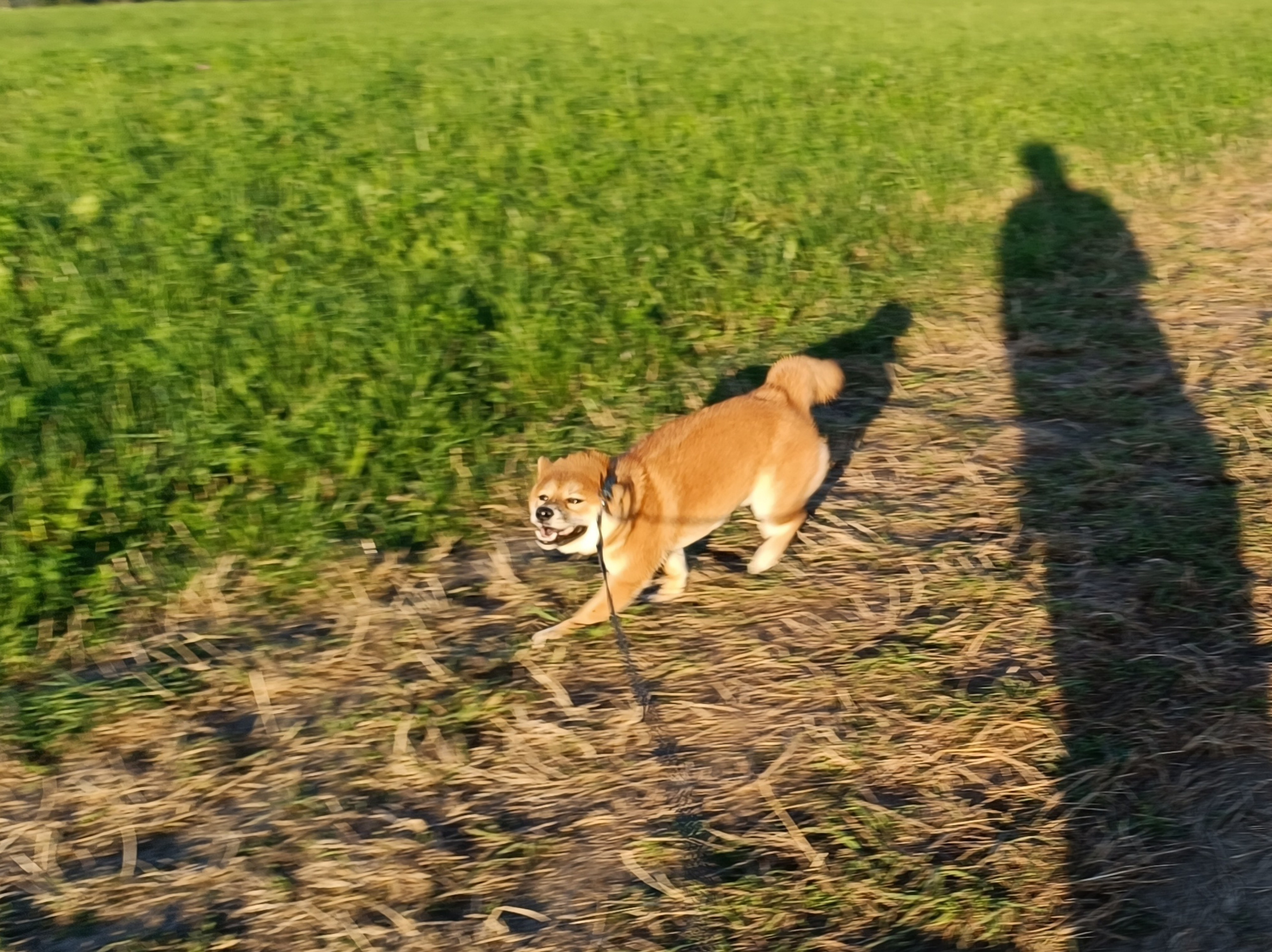 Сиба Rubylight Ellis питомник Рубилайт