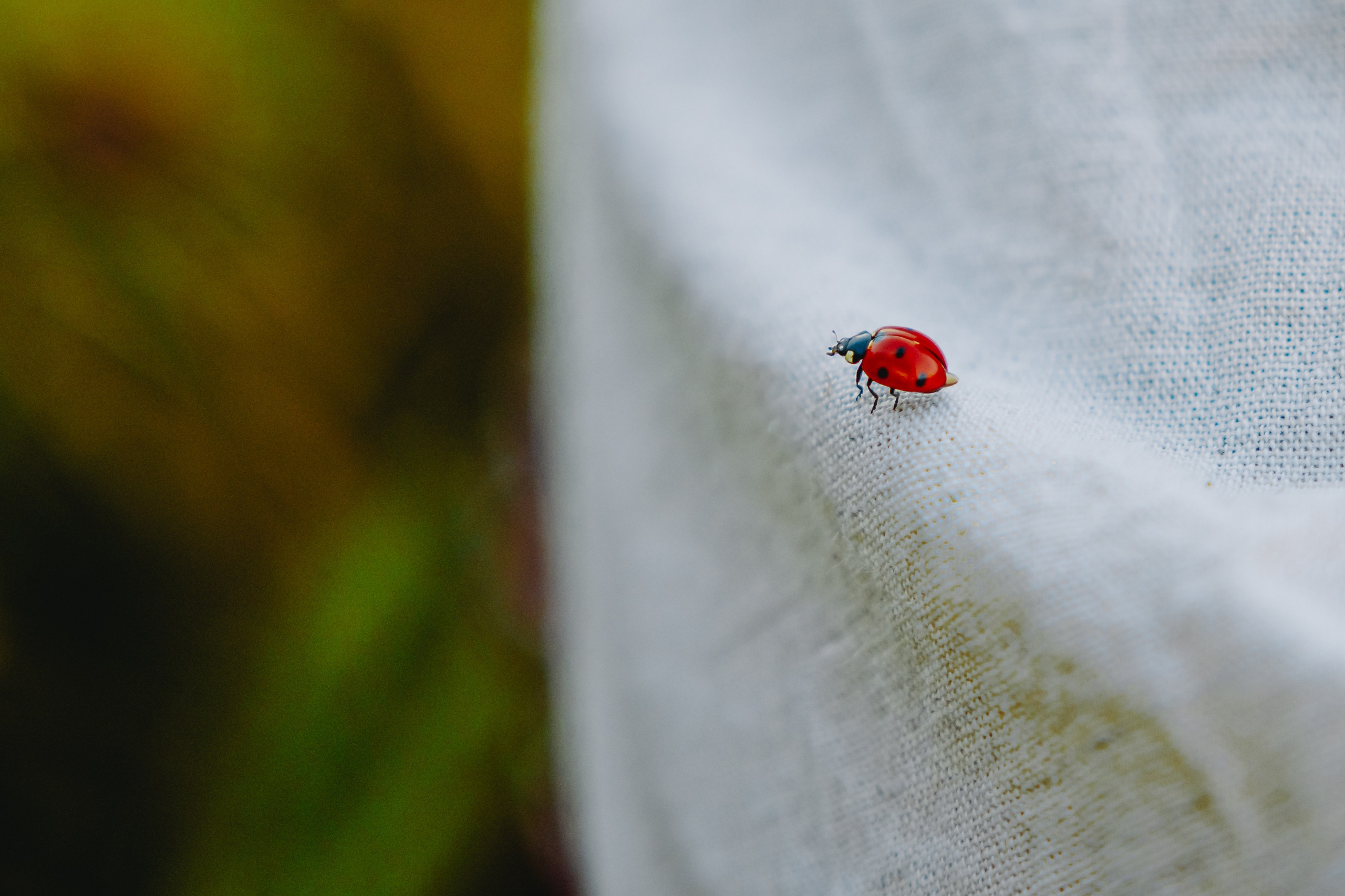 Глеб и Нильс. Фотограф в Саратове Александр Кухаренко. И не только в Саратове :)