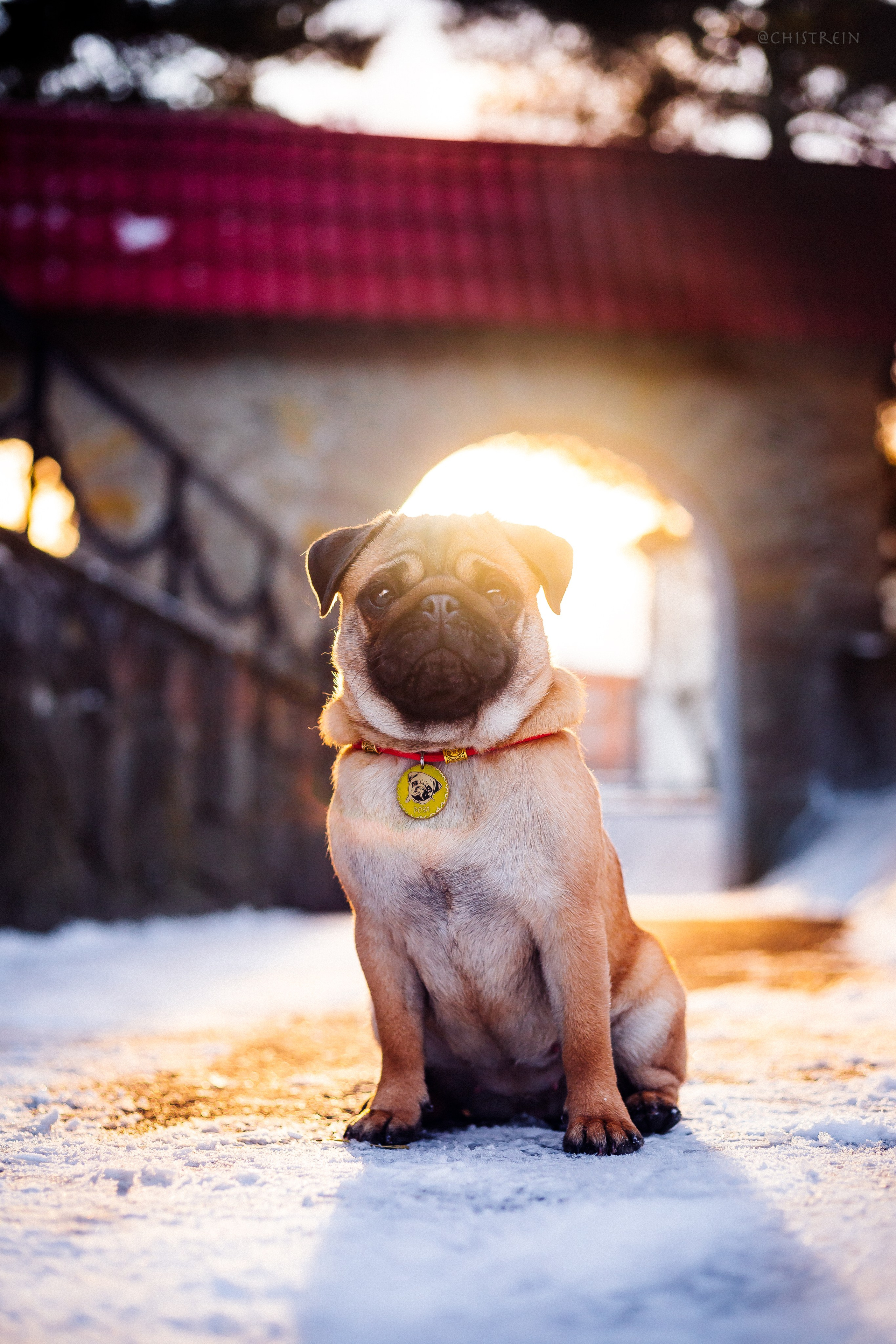 Новогоднее настроение. Роза. Фотограф-анималист Наталия Чистюхина в г. Сосновый Бор и ЛО