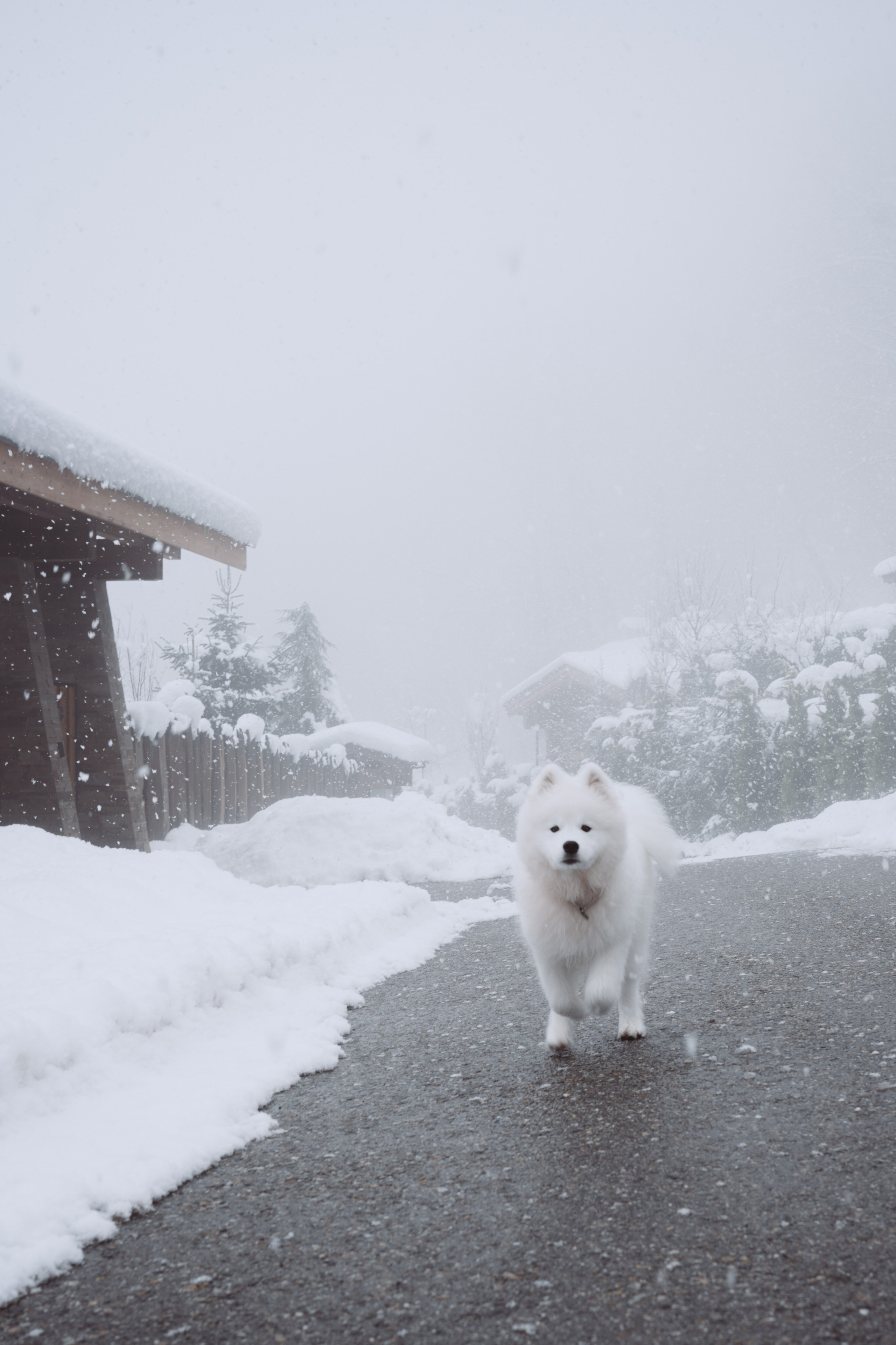 Антон, Дарья и Шани. Фотограф в Сочи Щетинина Анастасия