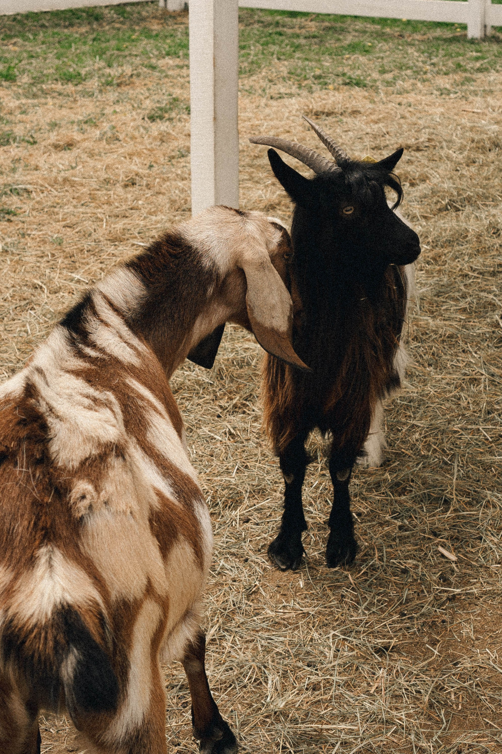 Ферма Альпак. Профессиональный фотограф, Санкт-Петербург — Виктория Богомолова