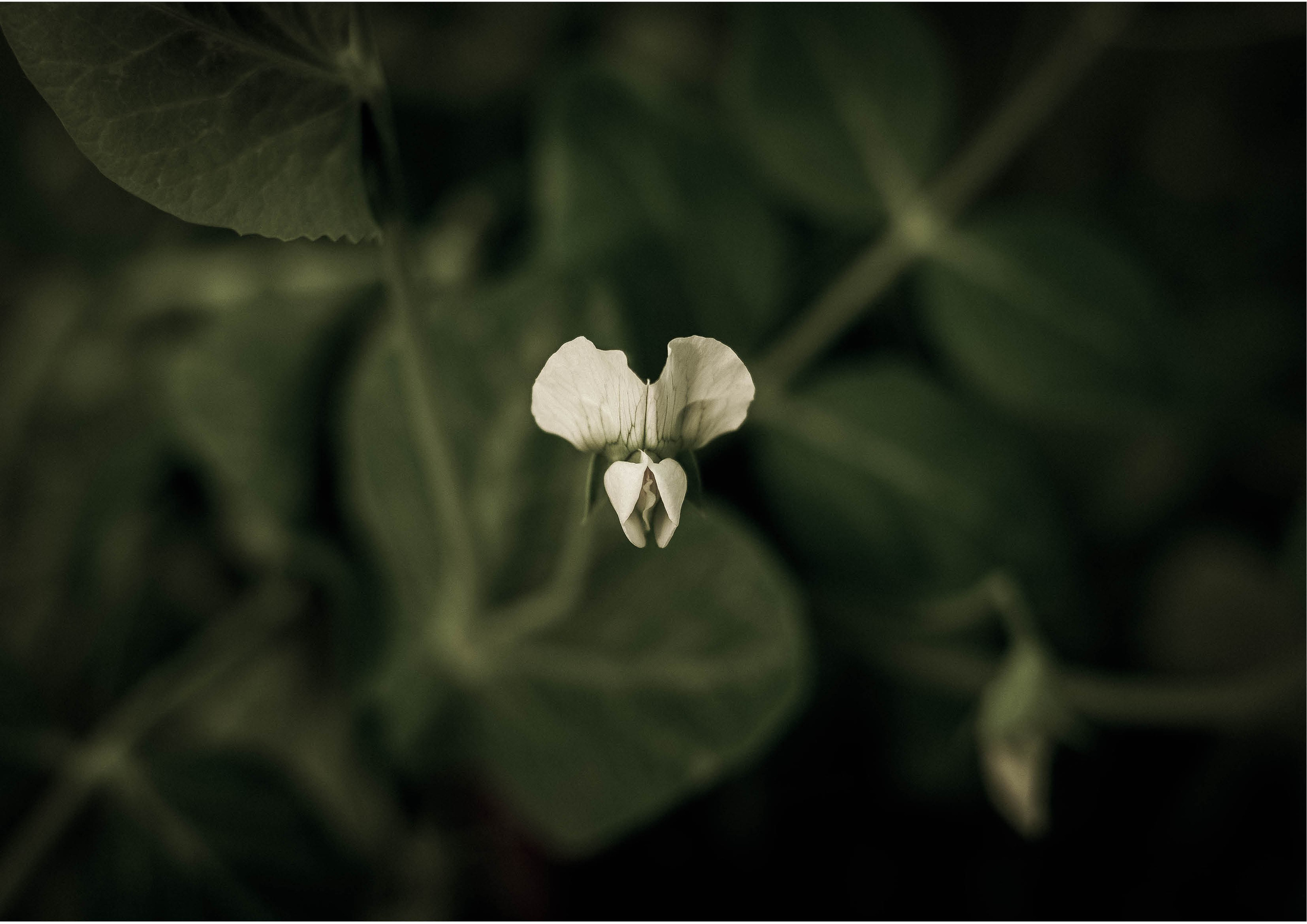 Курс «Психология на грядке». АRТ&PSY | Искусство психологии