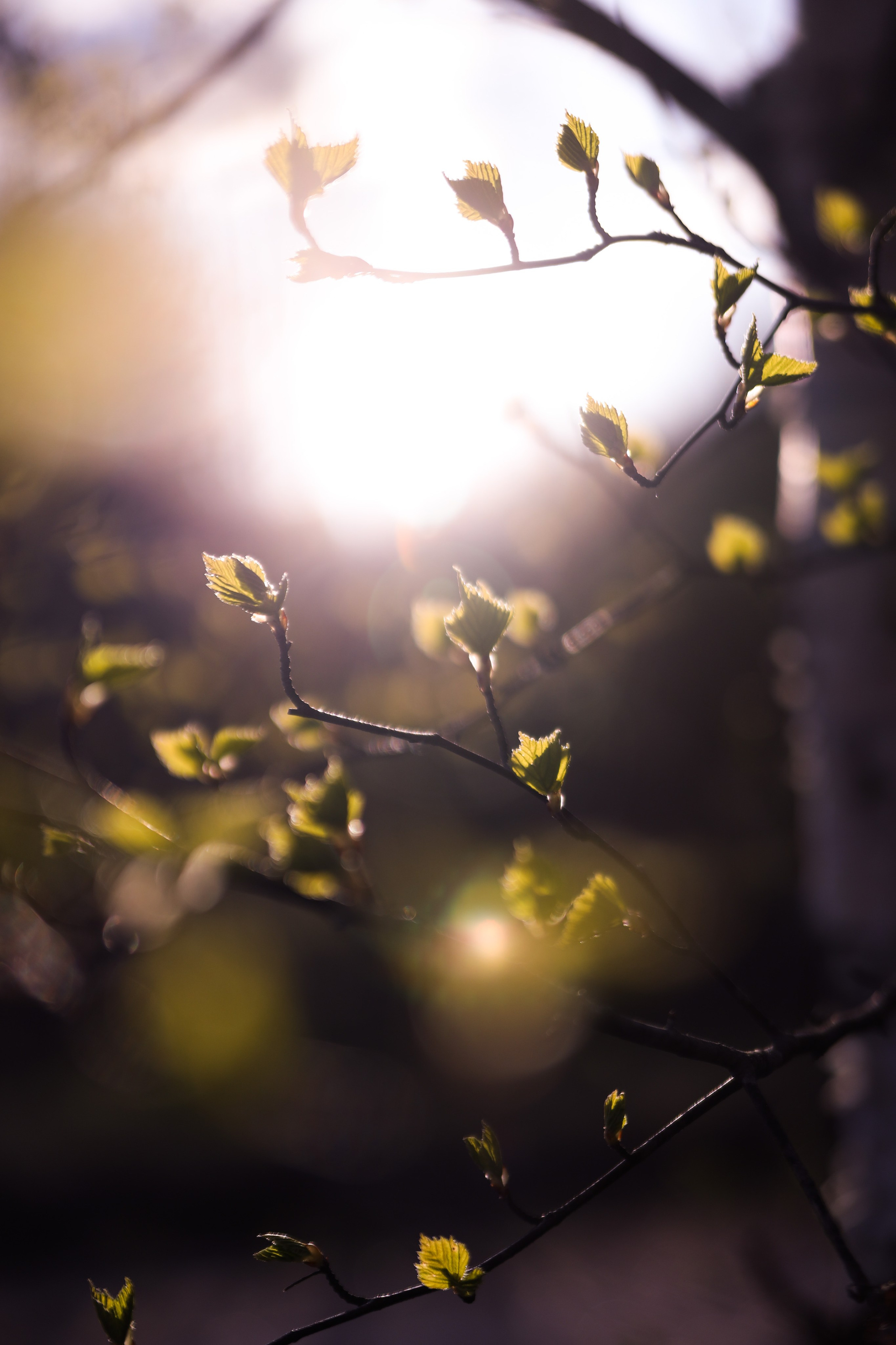 Весна. Катя Цвет