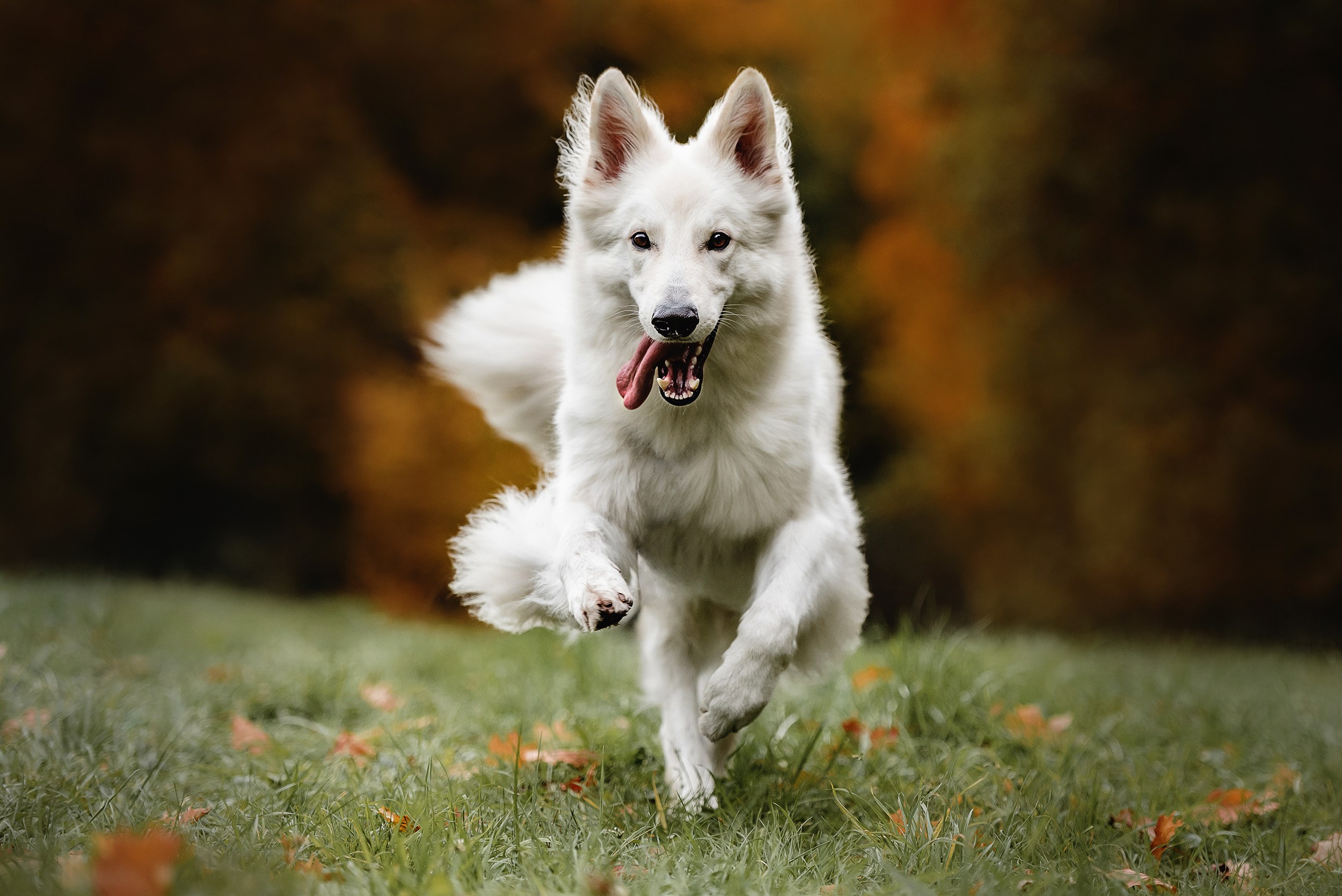 Катя и Джек. Семейный Фотограф в Москве Ирина Хохлова