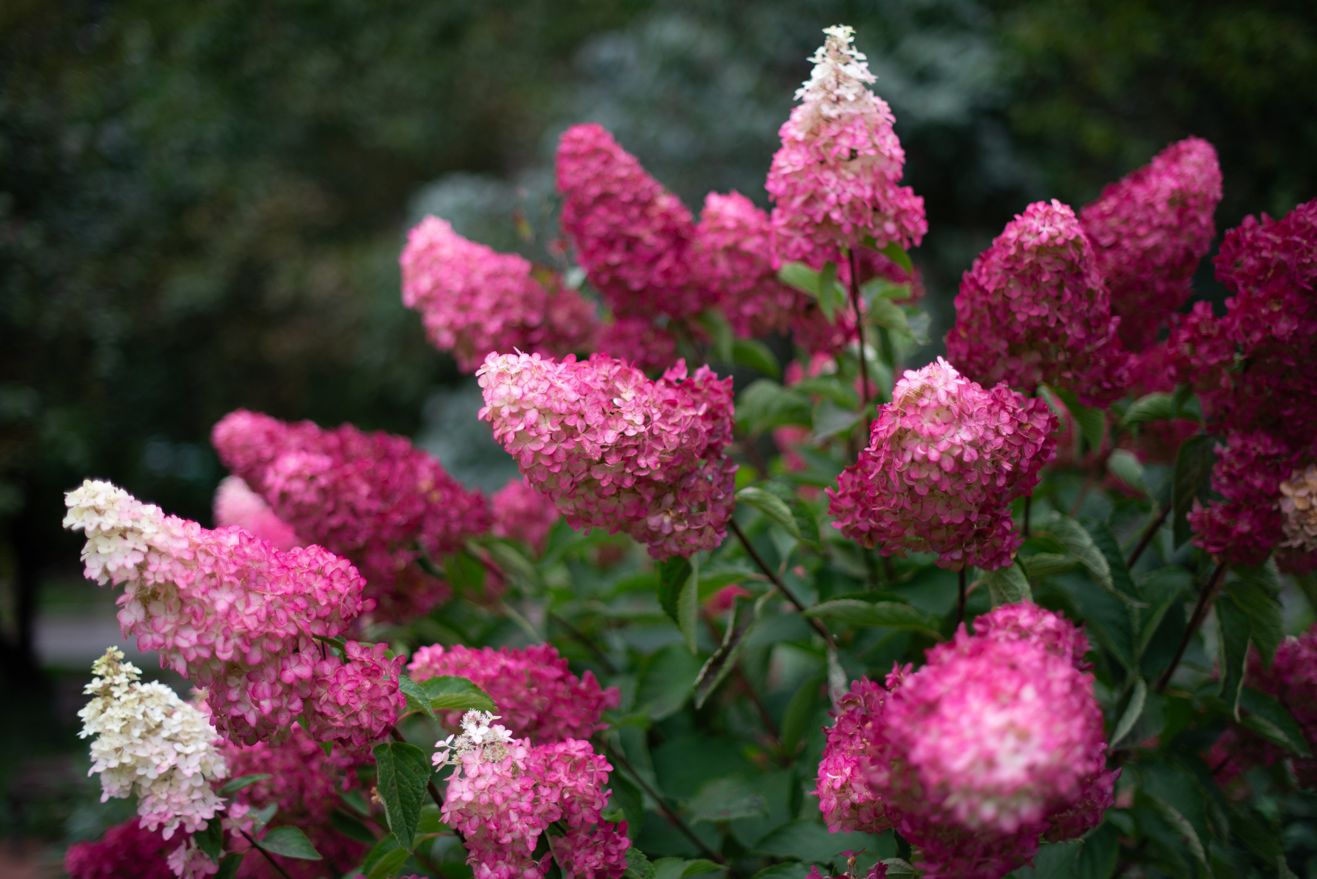 Цветы сада МГУ. Victoria Radjevna Репортажный Фотограф — Видеограф Москва • Санкт-Петербург