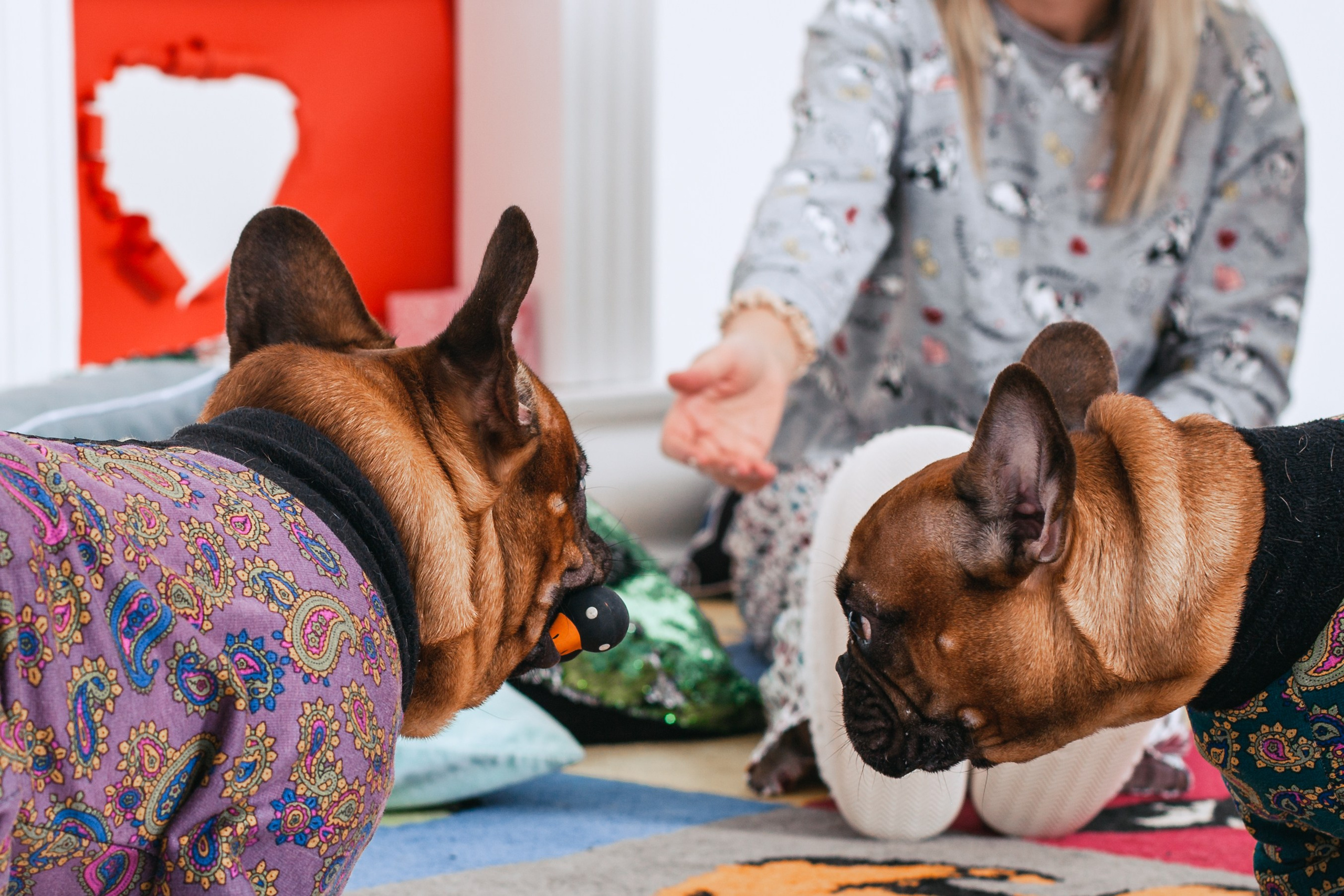 Пижамная вечеринка французских бульдогов и их хозяев. Фотограф-анималист Татьяна Степанова