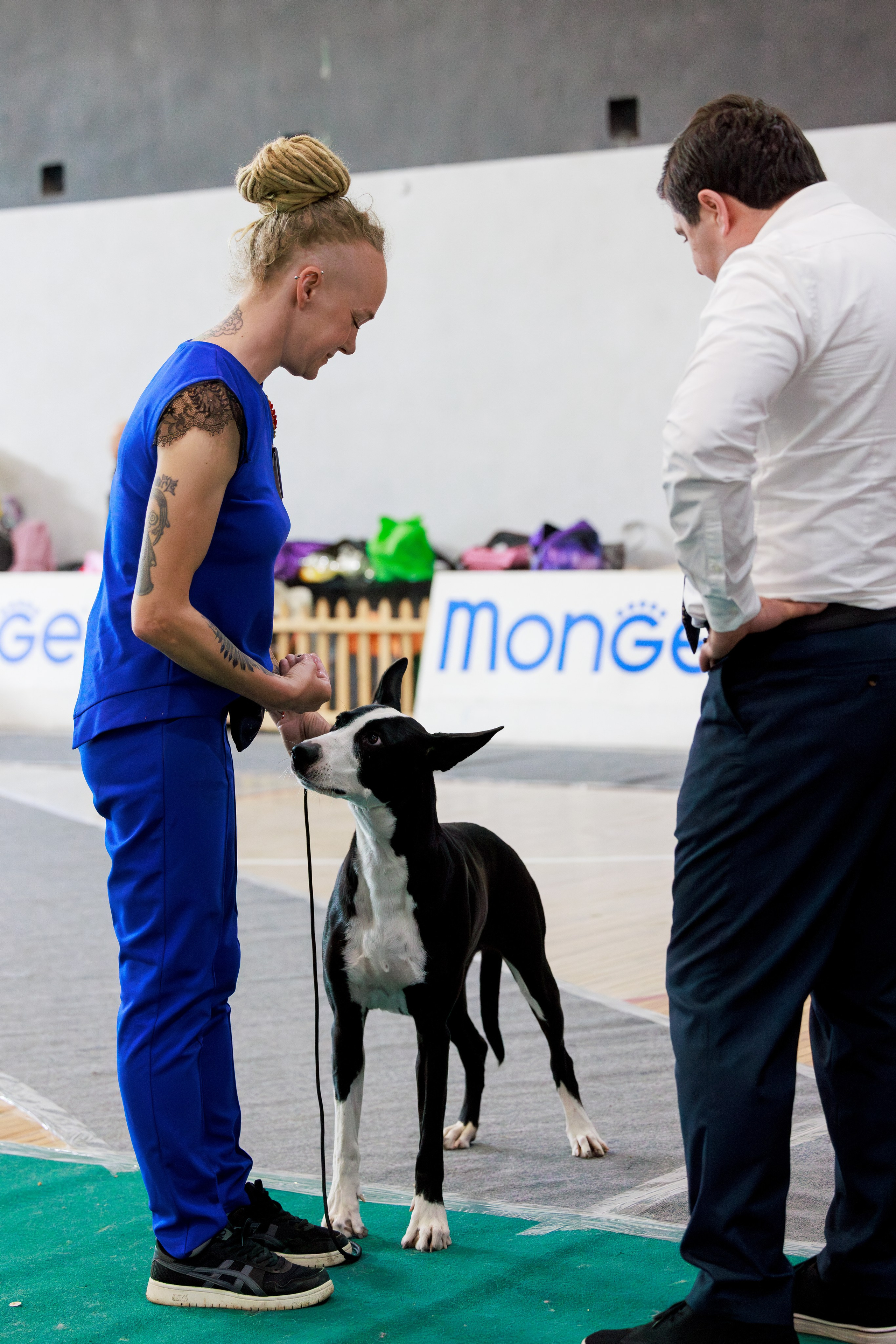 Ереван 2х CACIB 29-30.04.2025. Фотограф-анималист Юлия Германика