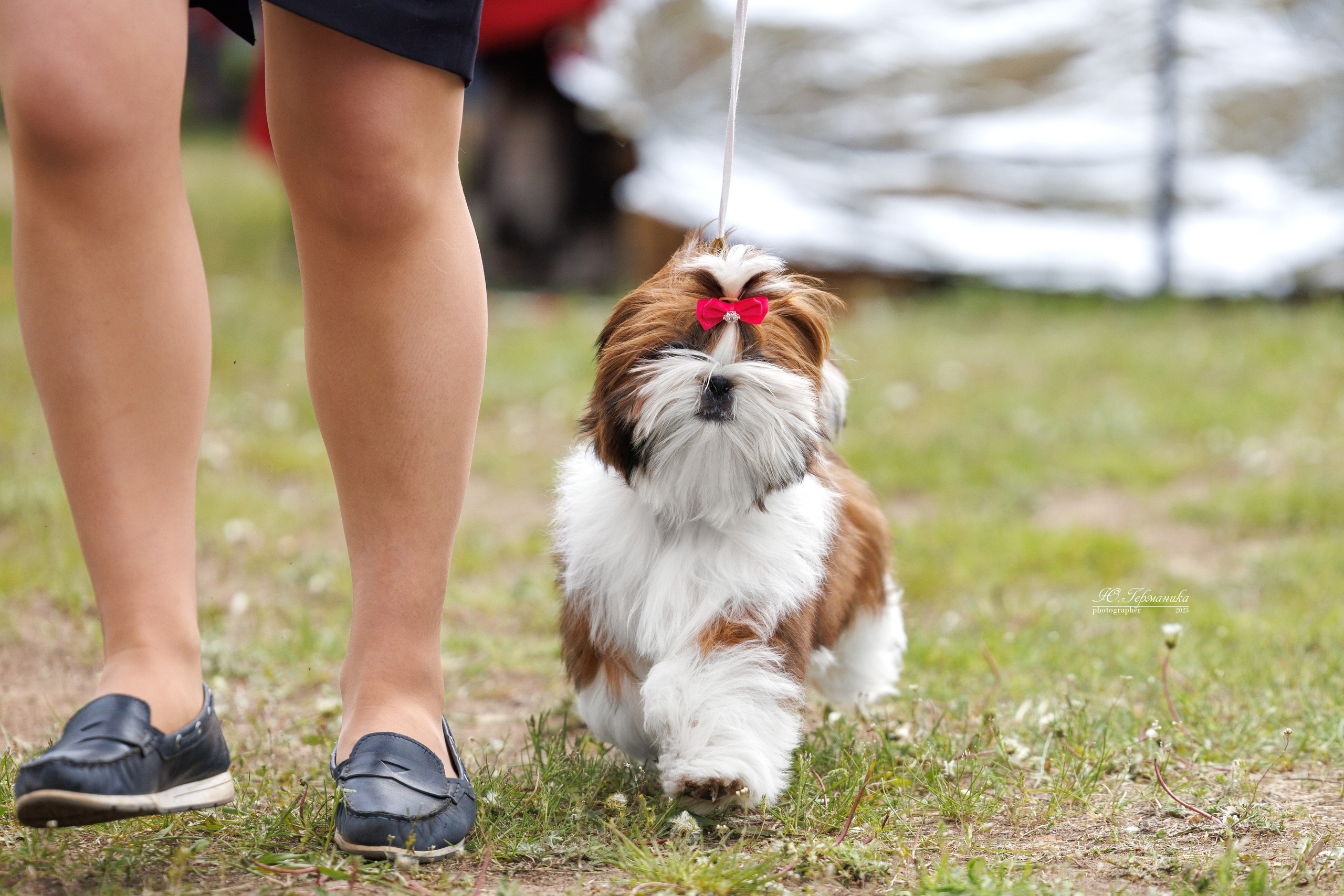 Суздаль(Владимир)17-18.05.2025. Фотограф-анималист Юлия Германика
