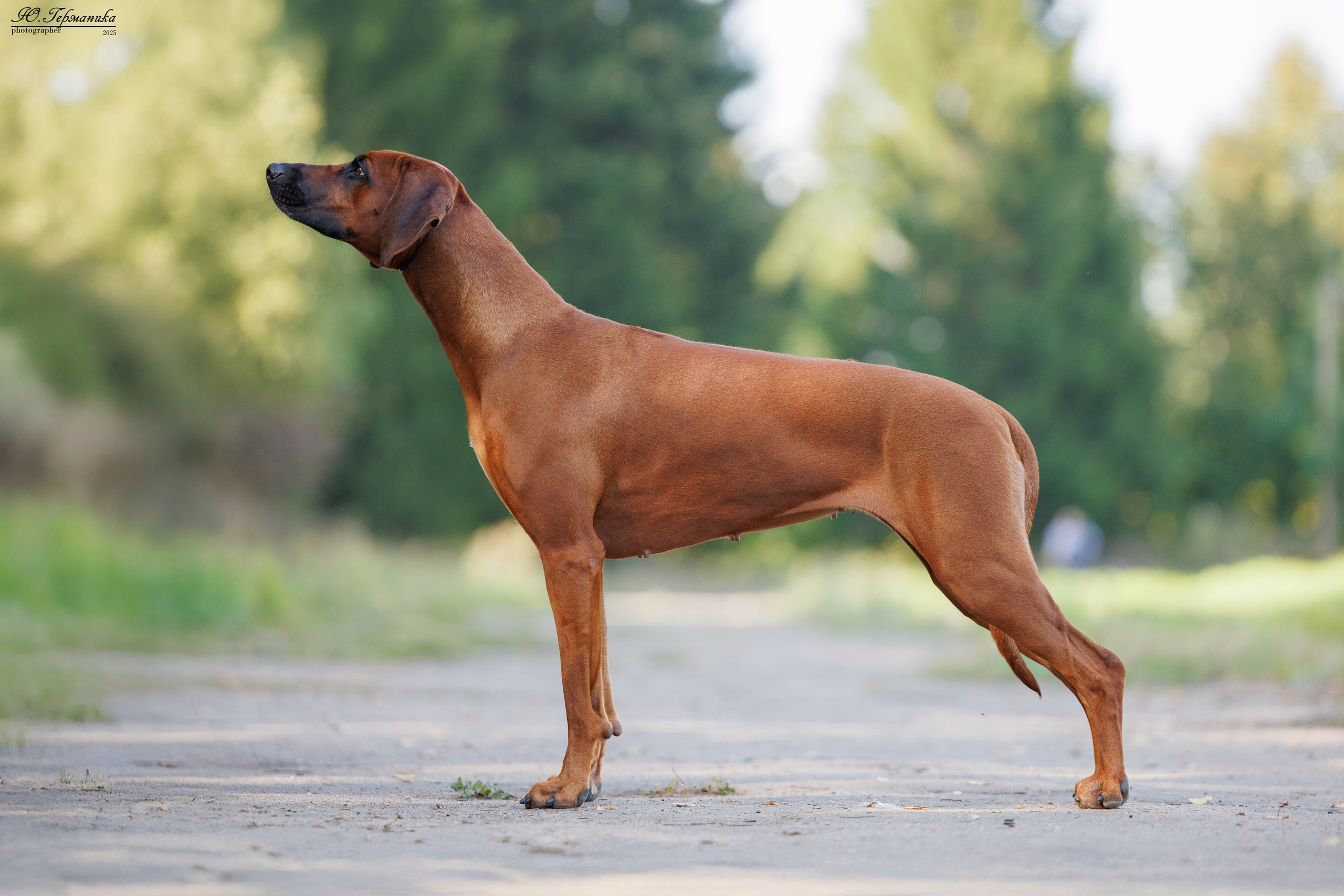 Тверь 10.08.2025. Фотограф-анималист Юлия Германика