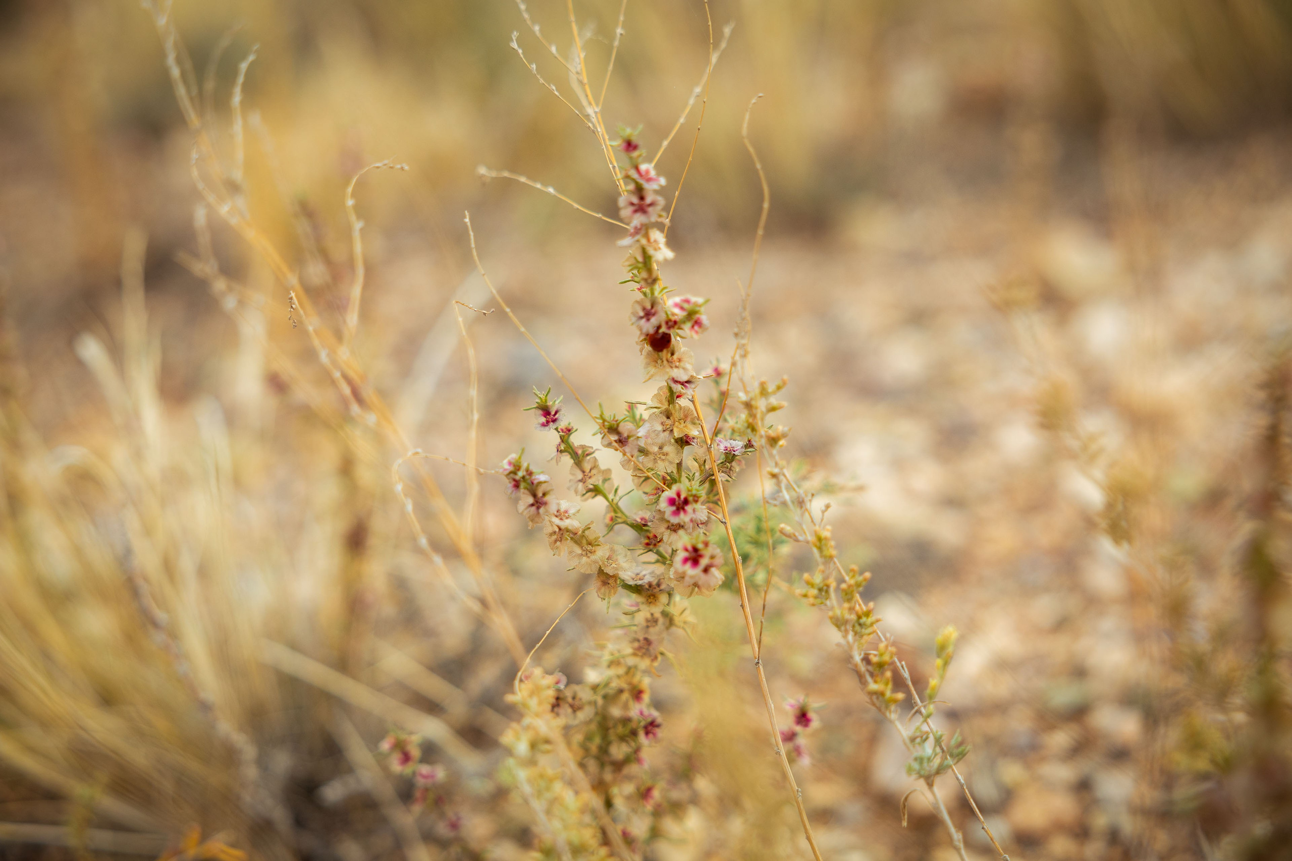 Казахстан (осень 2024). Фотограф Виноградов Константин