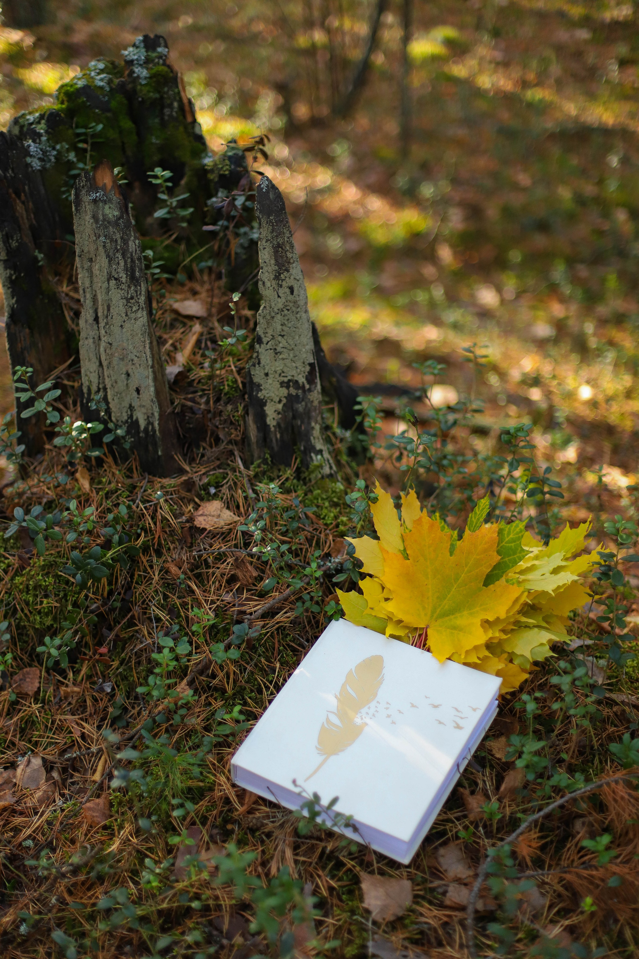 Волшебница. Фотограф в Сургуте Брызгунова Анастасия