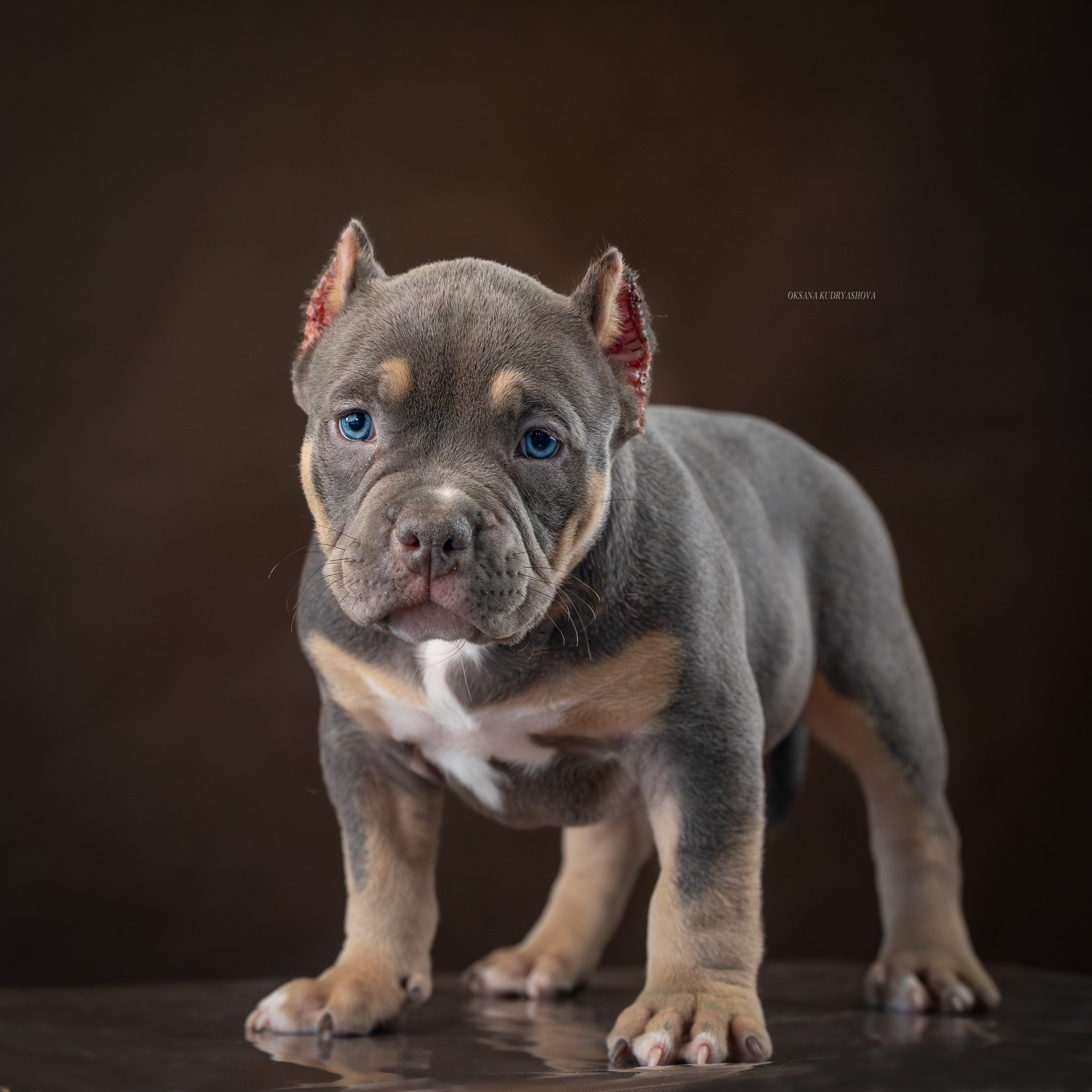 Американский булли!. Фотограф 📸 анималист, предметный, репортажный