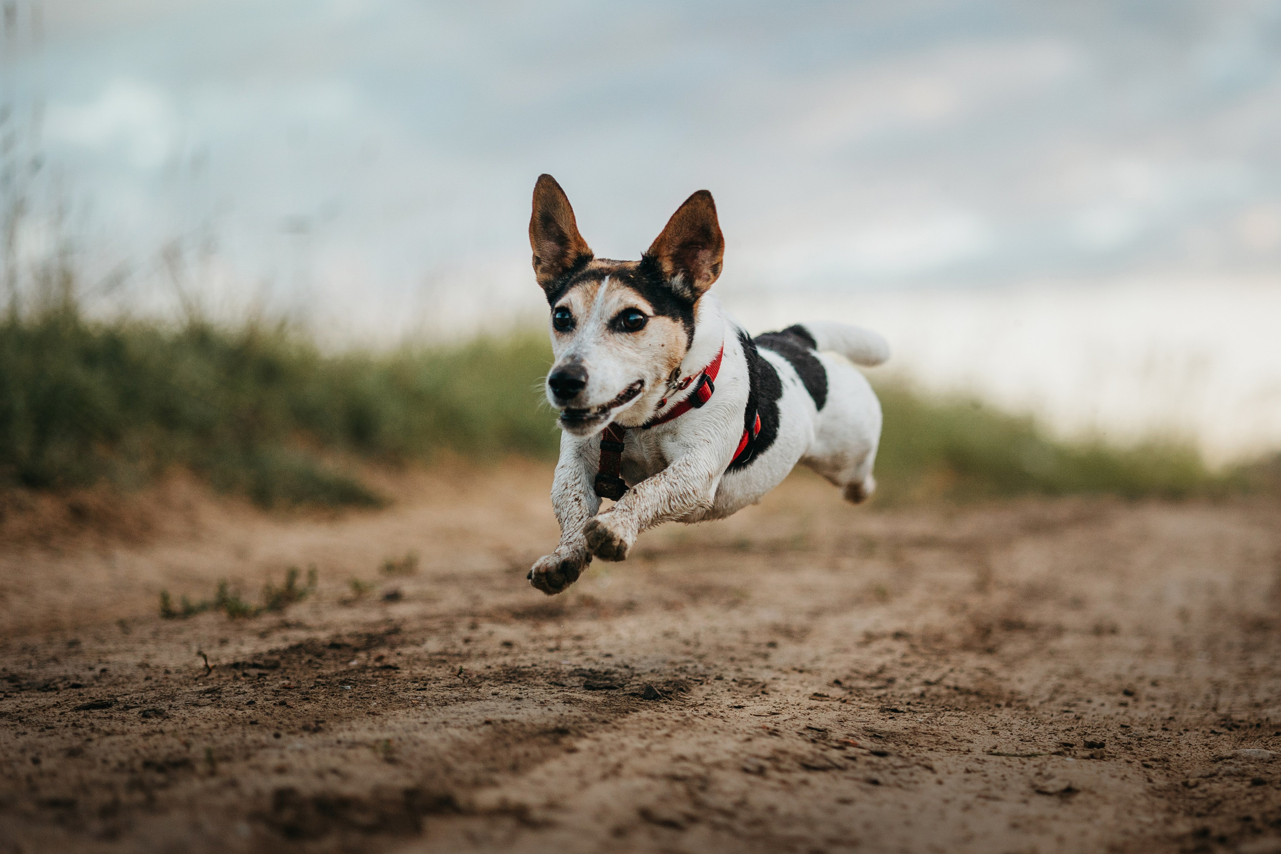 Маша и Персик. Фотограф — Анималист | Санкт-Петербург