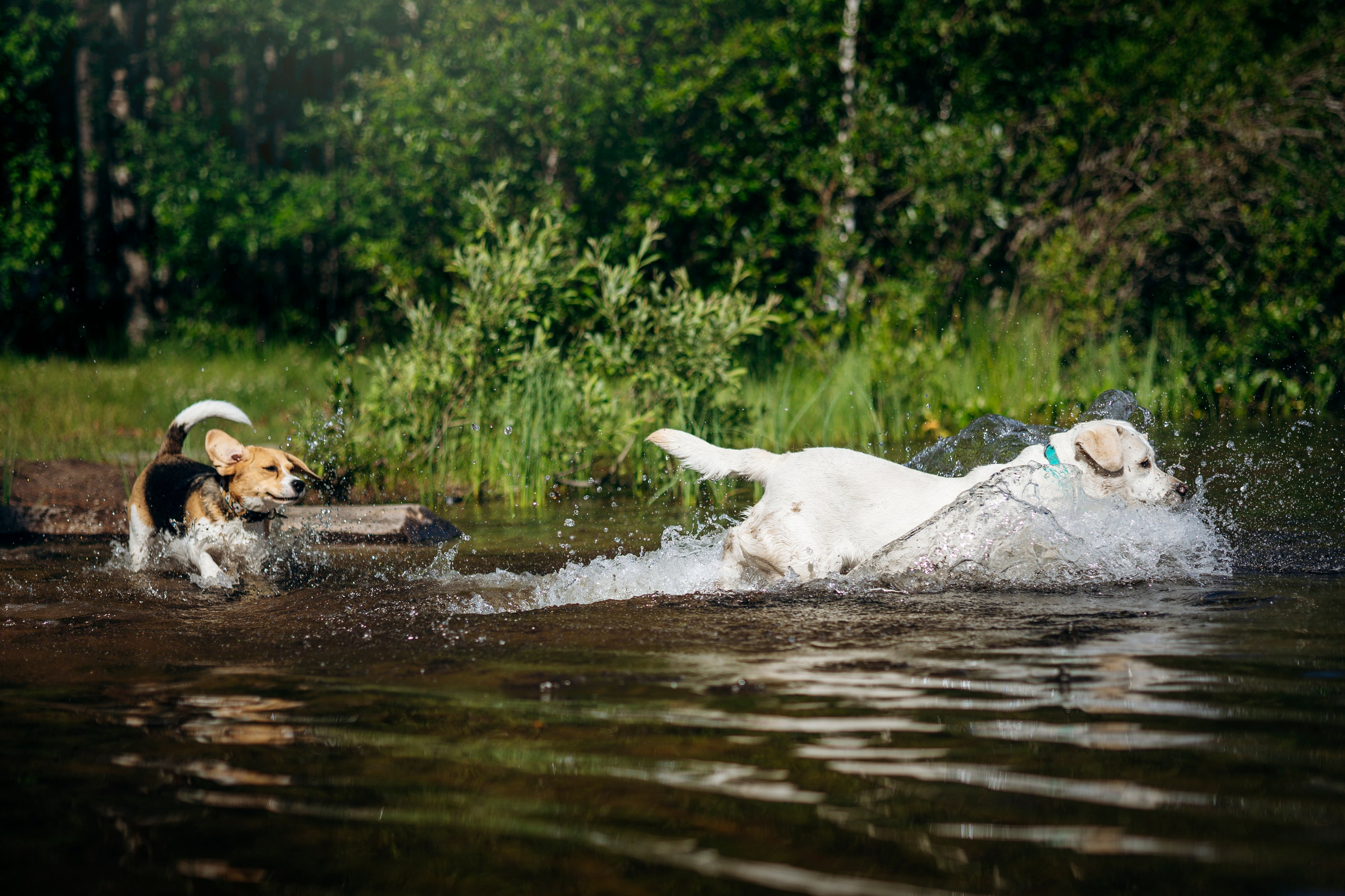 Котофеи и их семья. Фотограф — Анималист | Санкт-Петербург