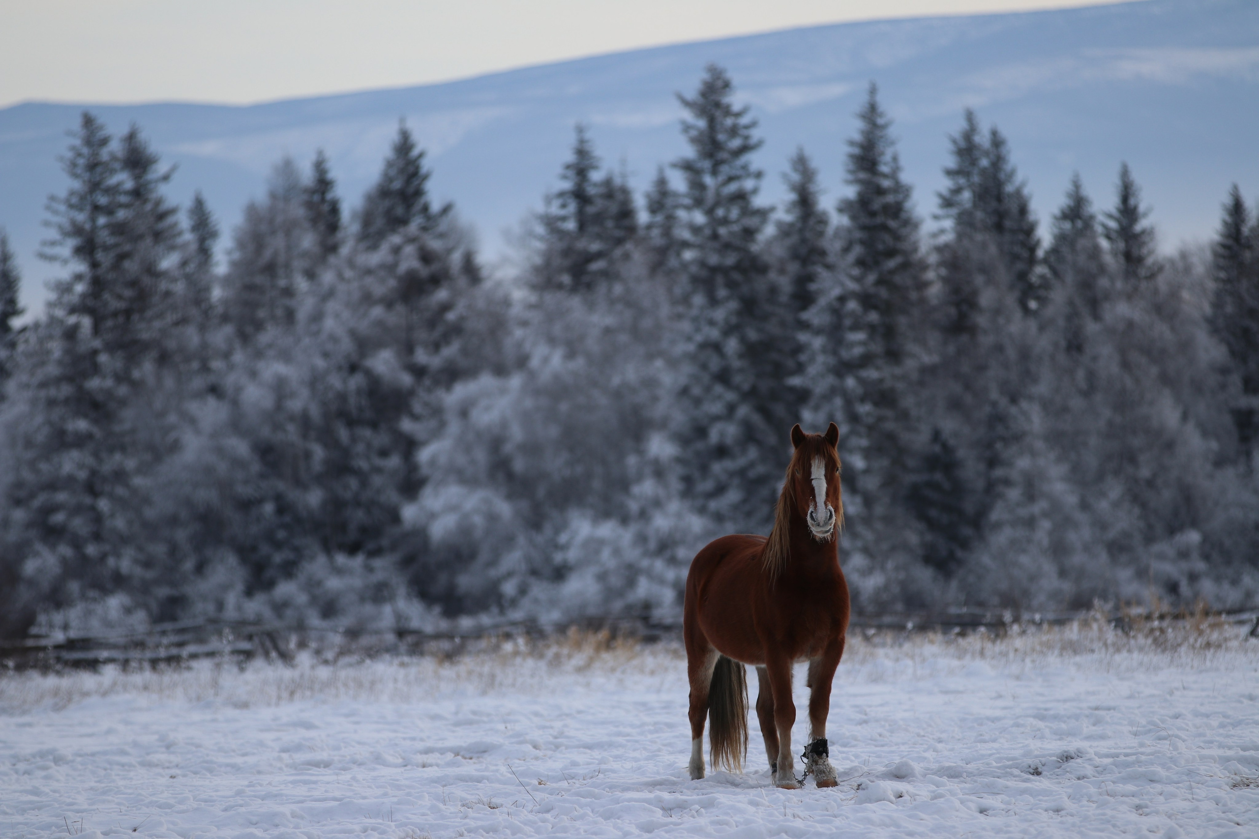 Аршан. Январь 2024. Путешественник-фотограф из Санкт-Петербурга Татьяна Свистулина