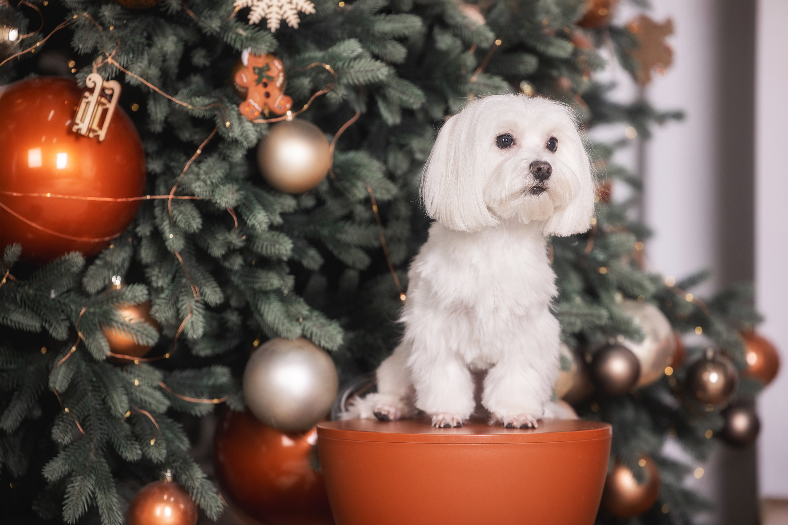 Фотограф Алена Звездина