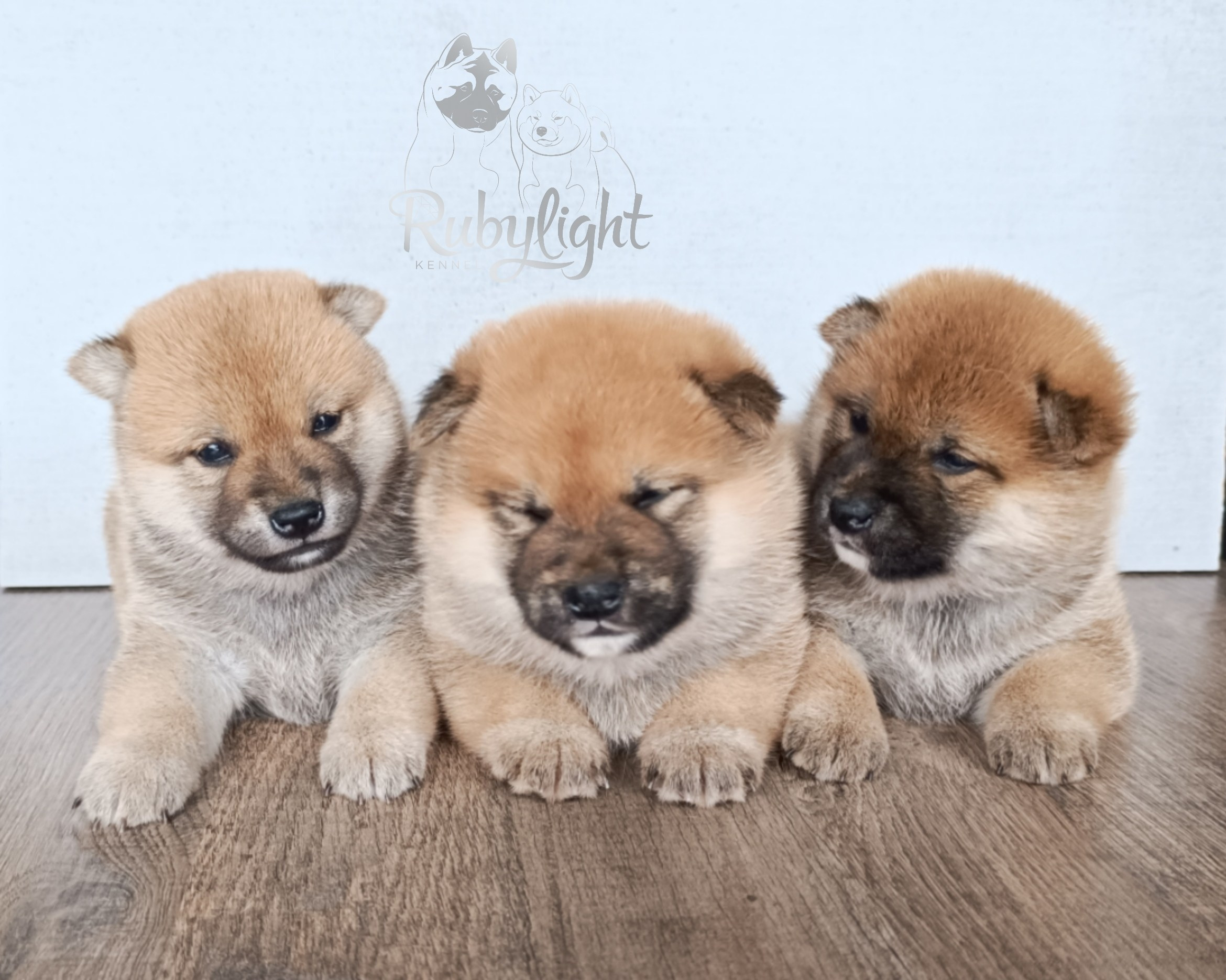 Сиба Помёт Е питомник Рубилайт