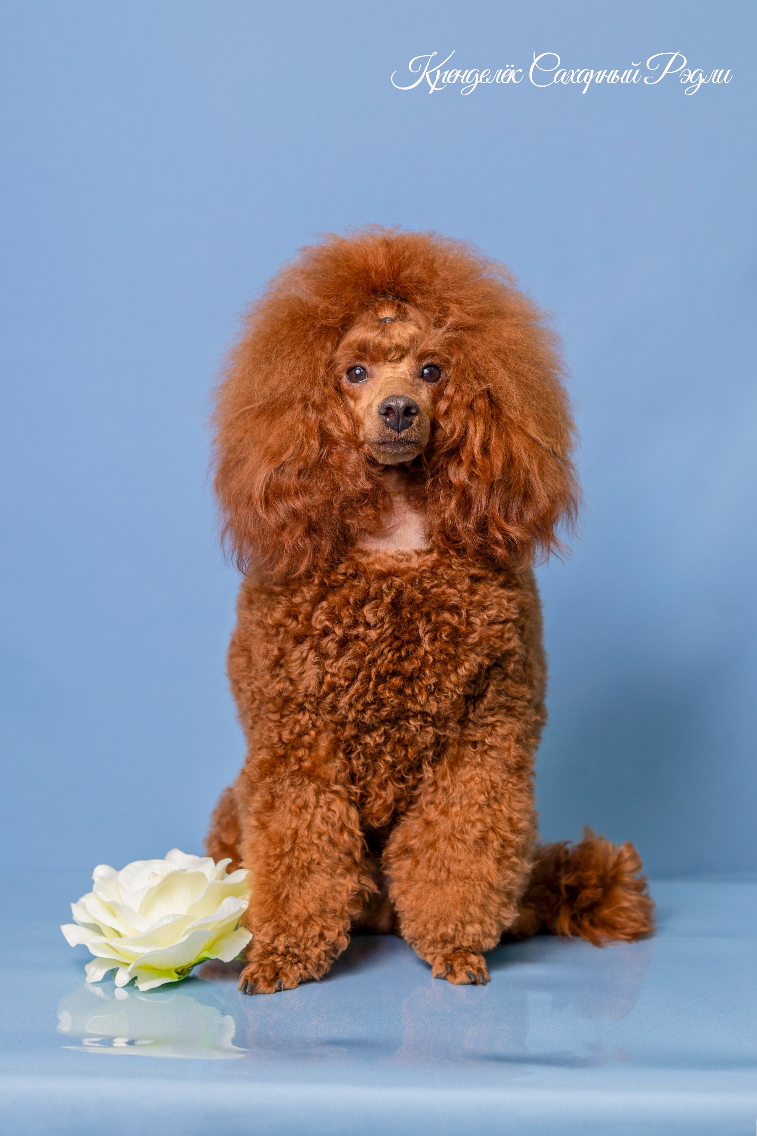 Кренделек сахарный Редли. Фотограф 📸 семейный, предметный, репортажный