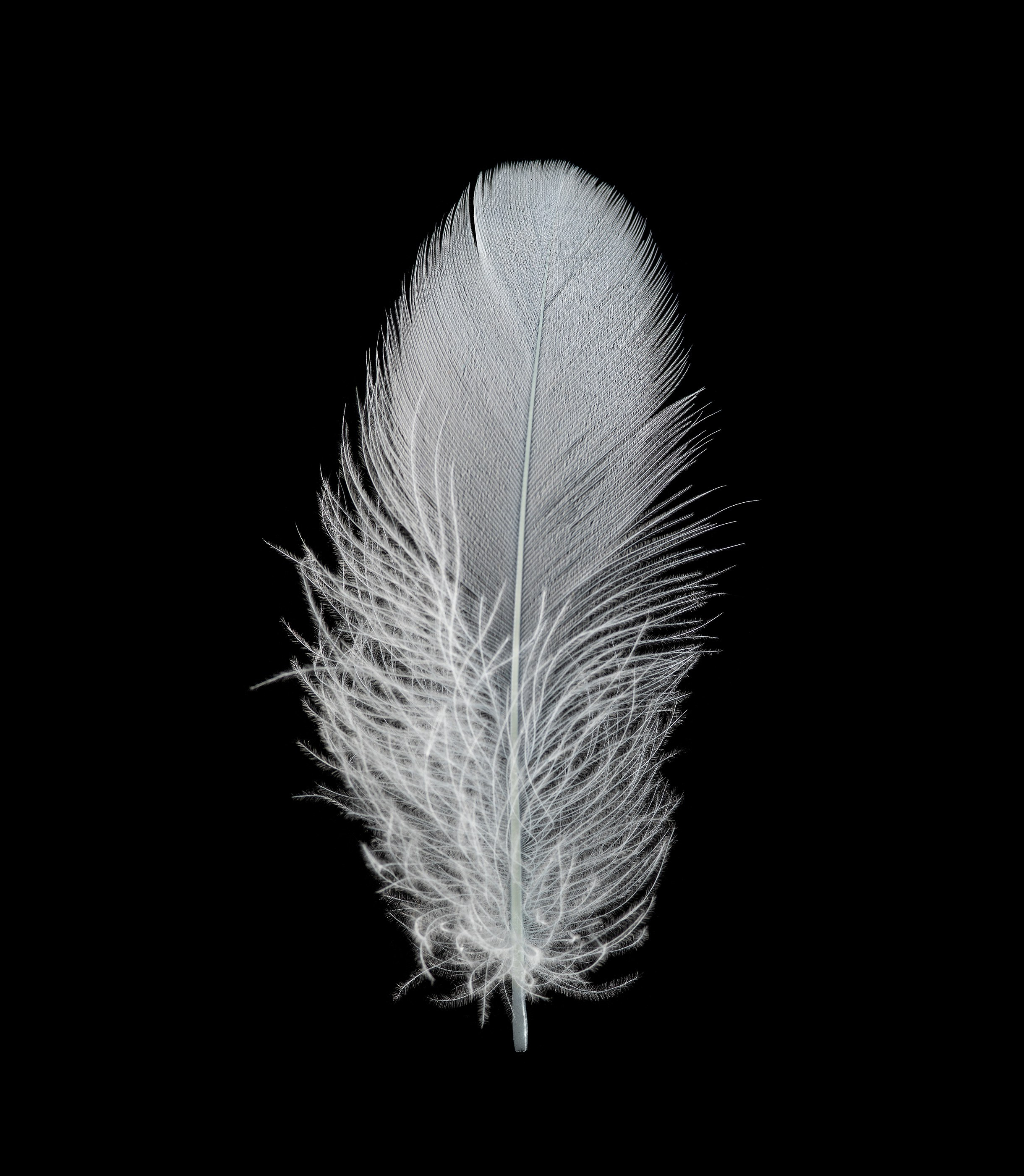WHITE. LUMEN DUO Art photography for interiors