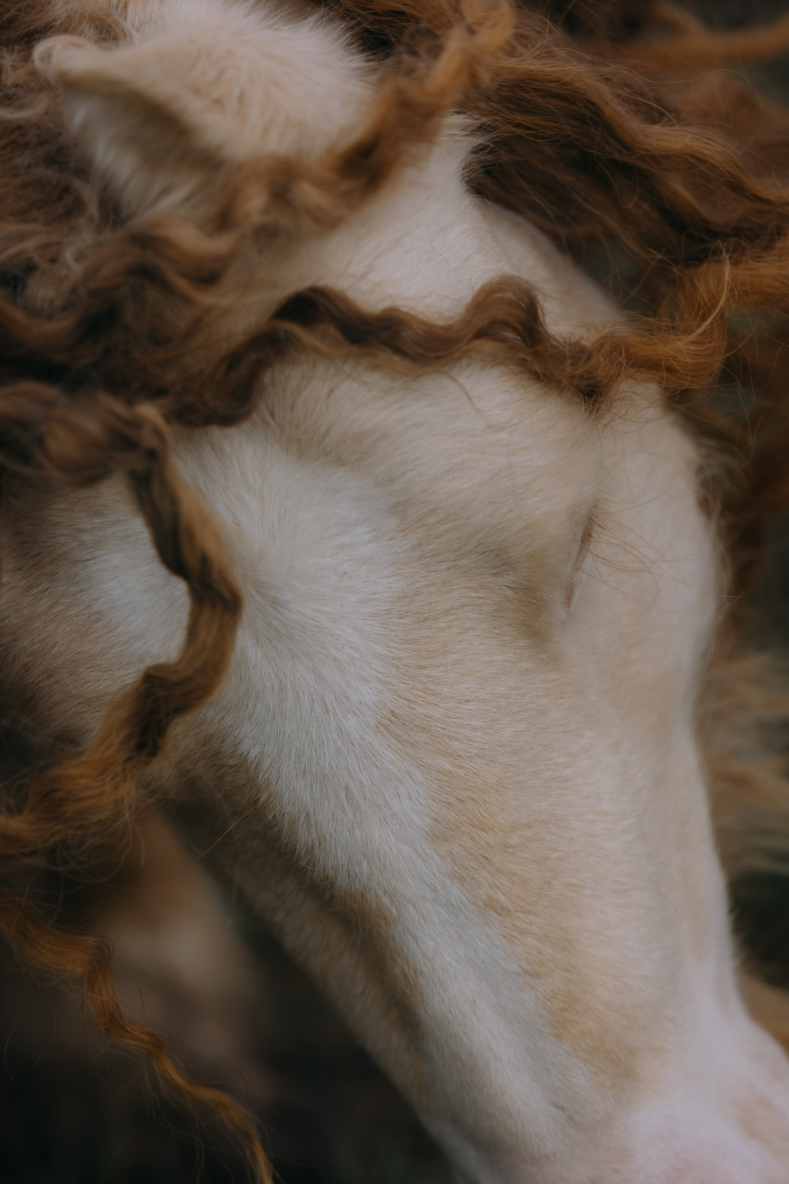 Съёмка лошадей/ цвет. Конный фотограф в Калининграде Елена Курбатова