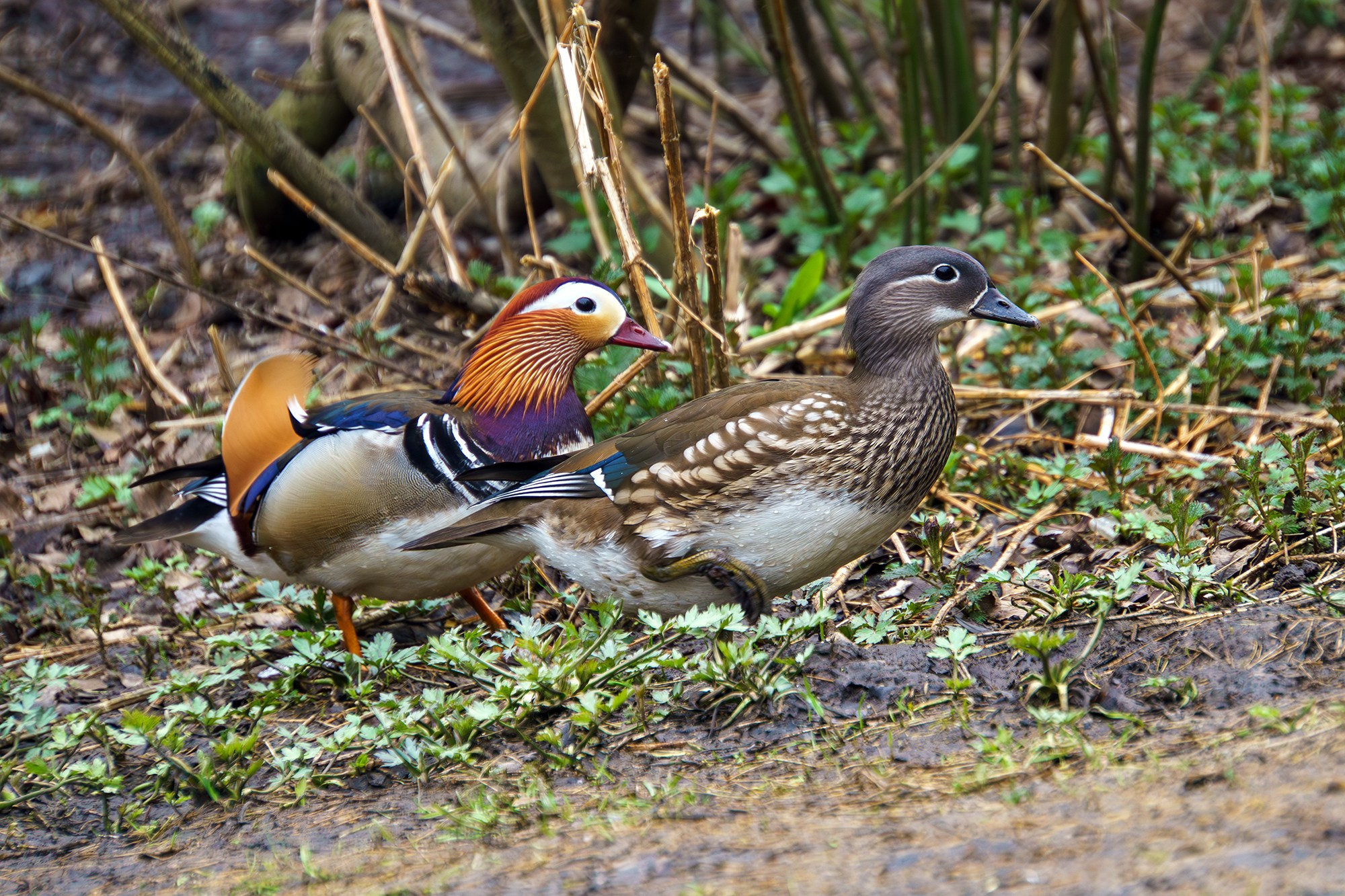Удивительные мир птиц. Вокруг нас столько прекрасного — присмотритесь!. Ваш личный фотограф Марина Волкова