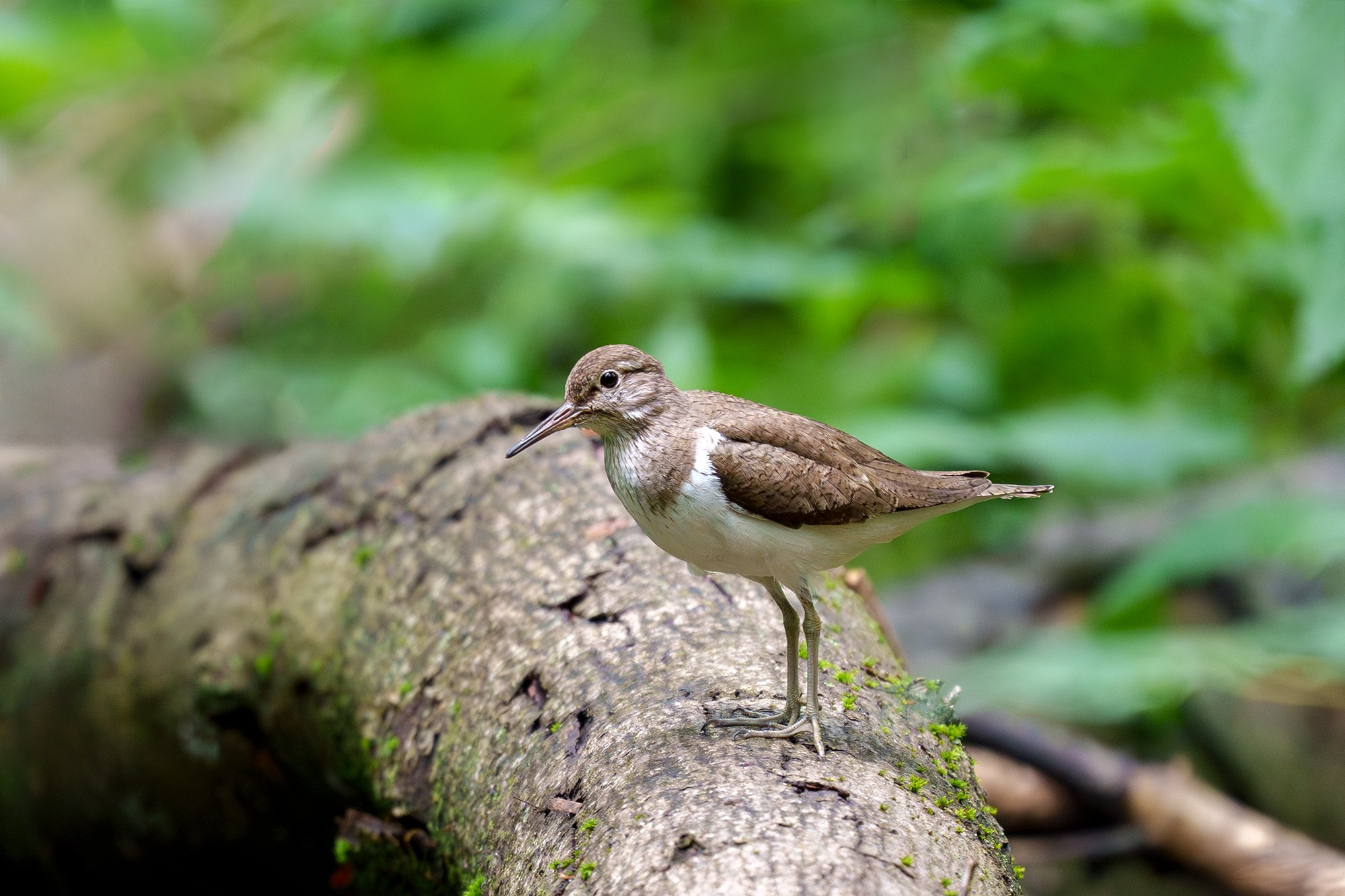 Удивительные мир птиц. Вокруг нас столько прекрасного — присмотритесь!. Ваш личный фотограф Марина Волкова