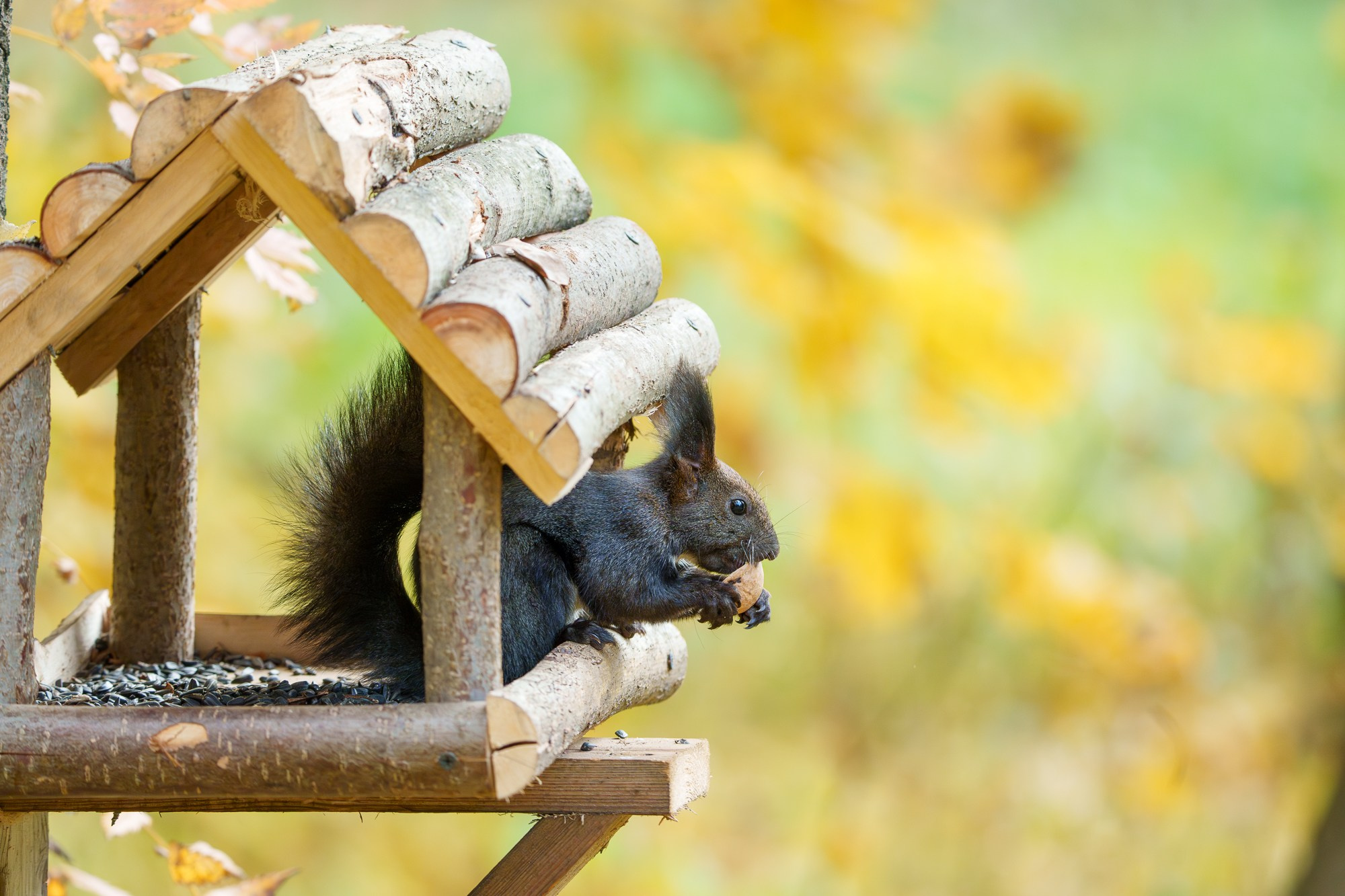 Животные. Ваш личный фотограф Марина Волкова