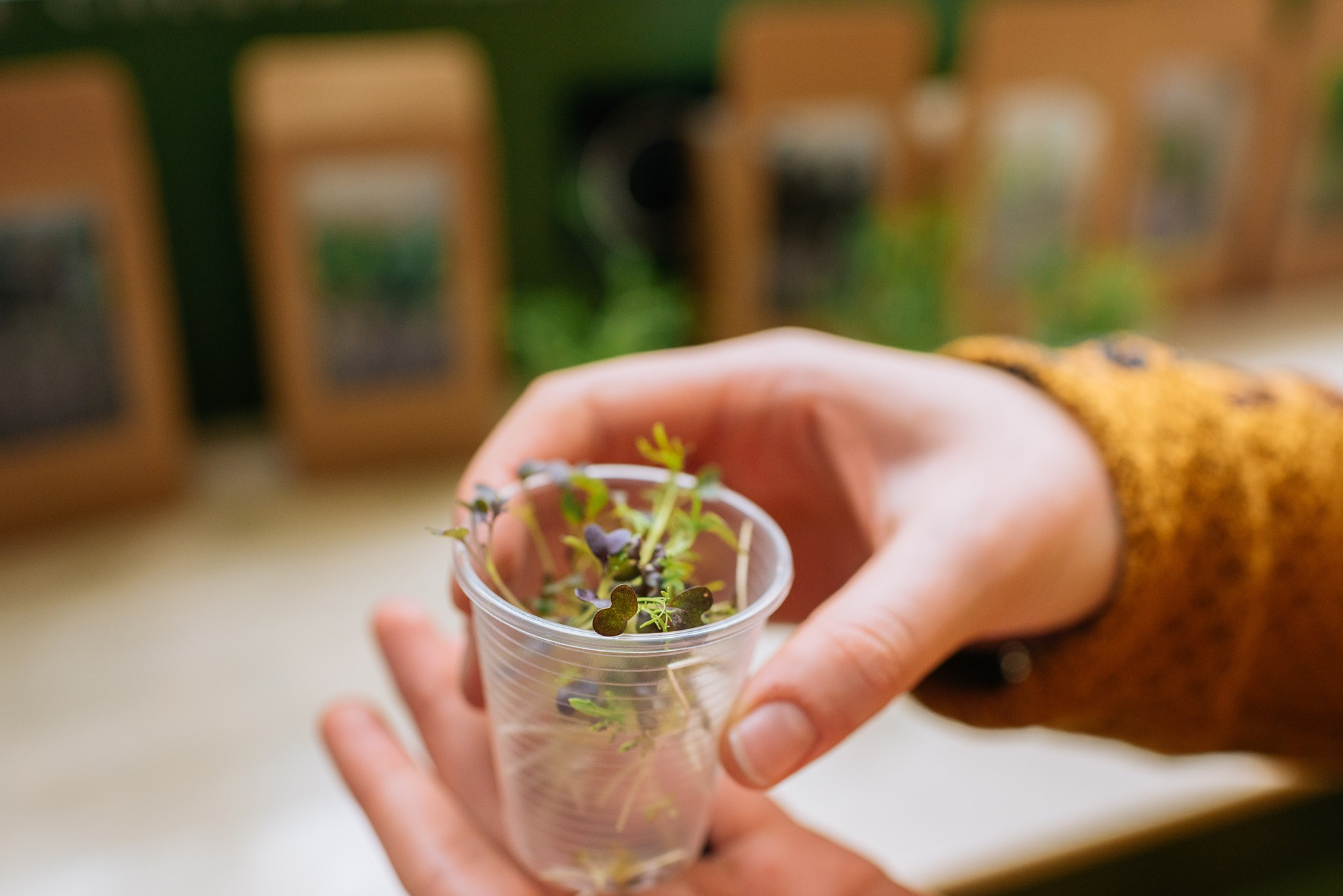 ЖИВЫЕ СПЕЦИИ. Микрозелень и Съедобные цветы. Репортажный фотограф в Санкт-Петербурге Анастасия Клёпова