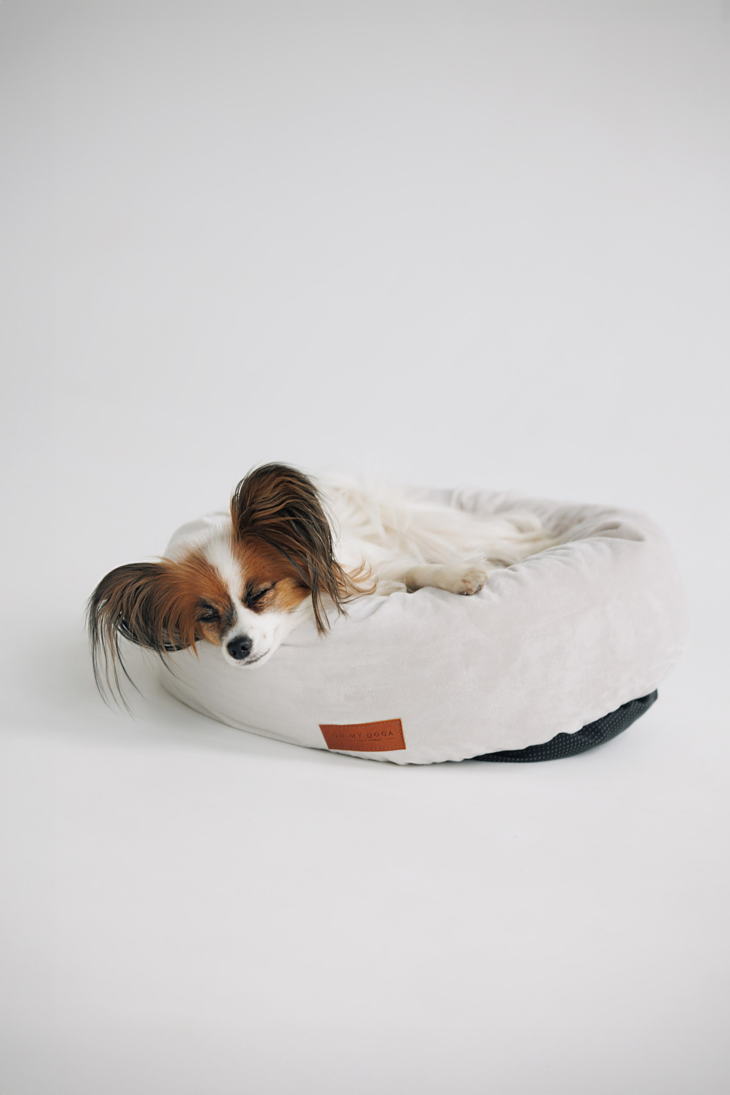 OH MY DOGA. Фотограф анималист Кристина Карпова, Москва