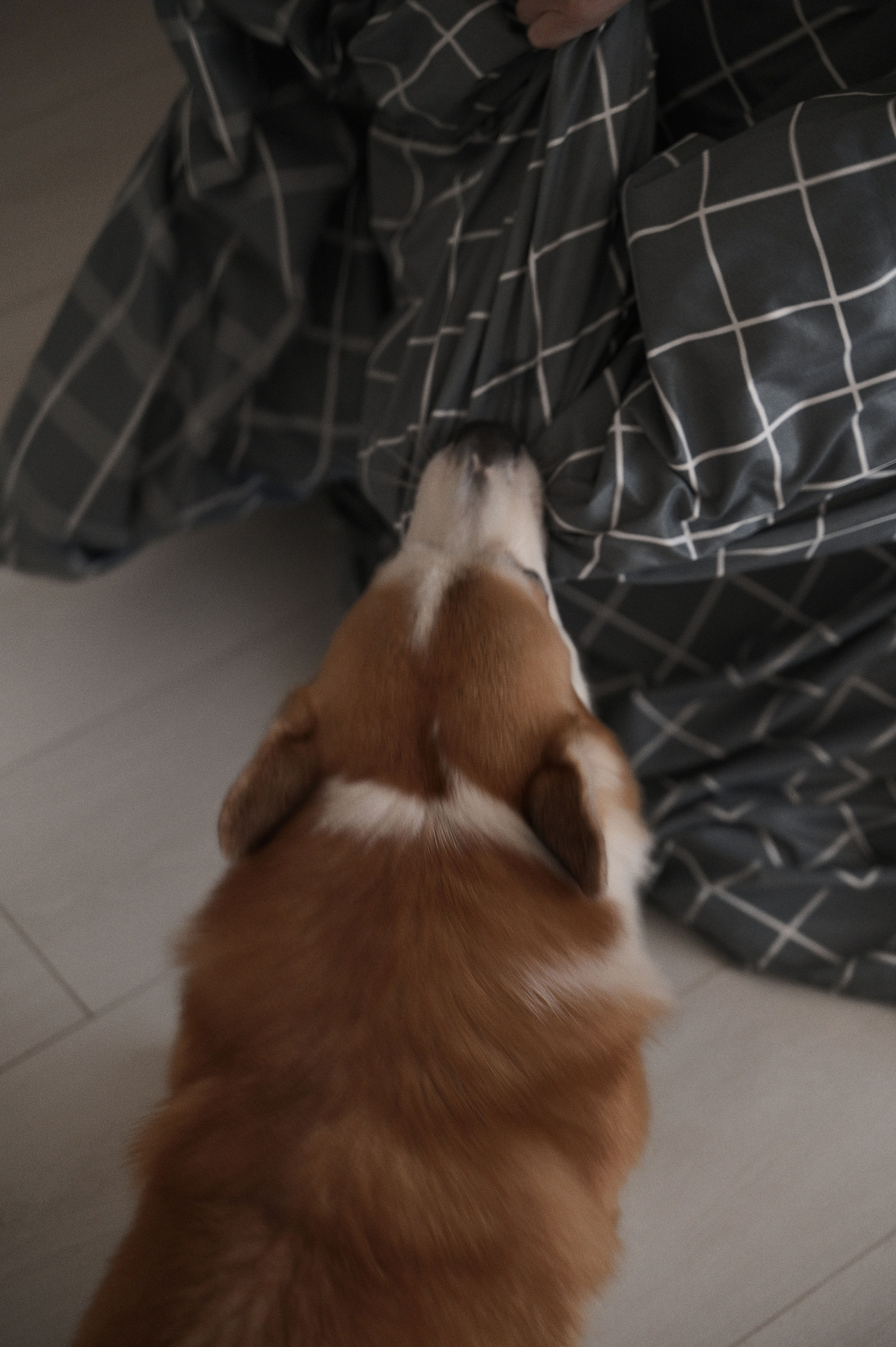 Без лиц, но с мордочкой. Свадебный и портретный фотограф в Брянске Скепская Лилия