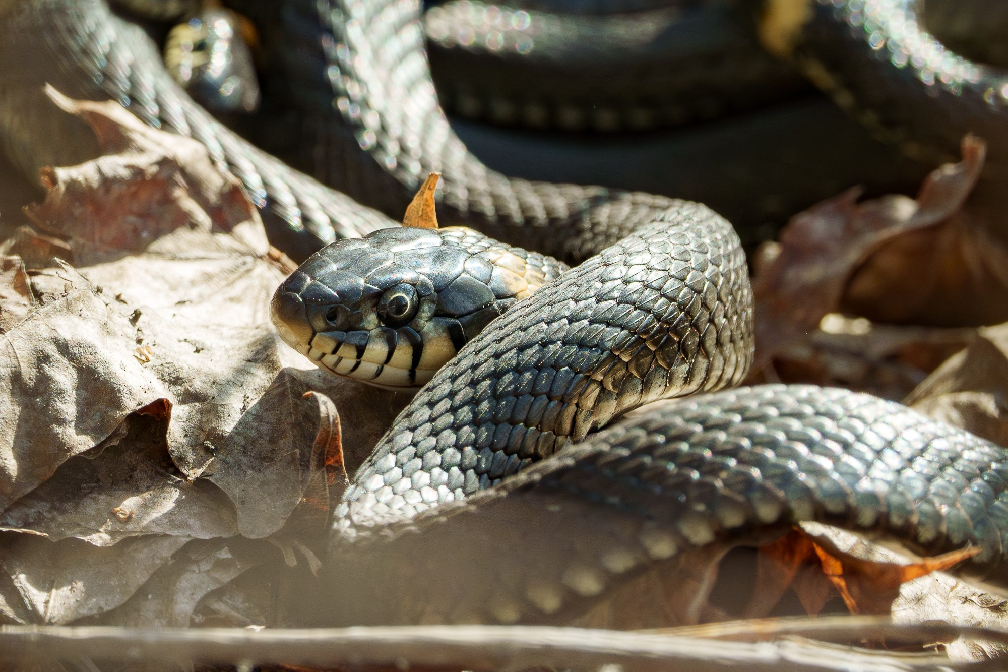Животные. Ваш личный фотограф Марина Волкова