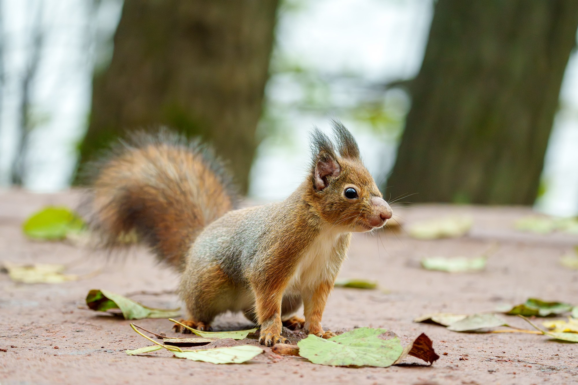 Животные. Ваш личный фотограф Марина Волкова