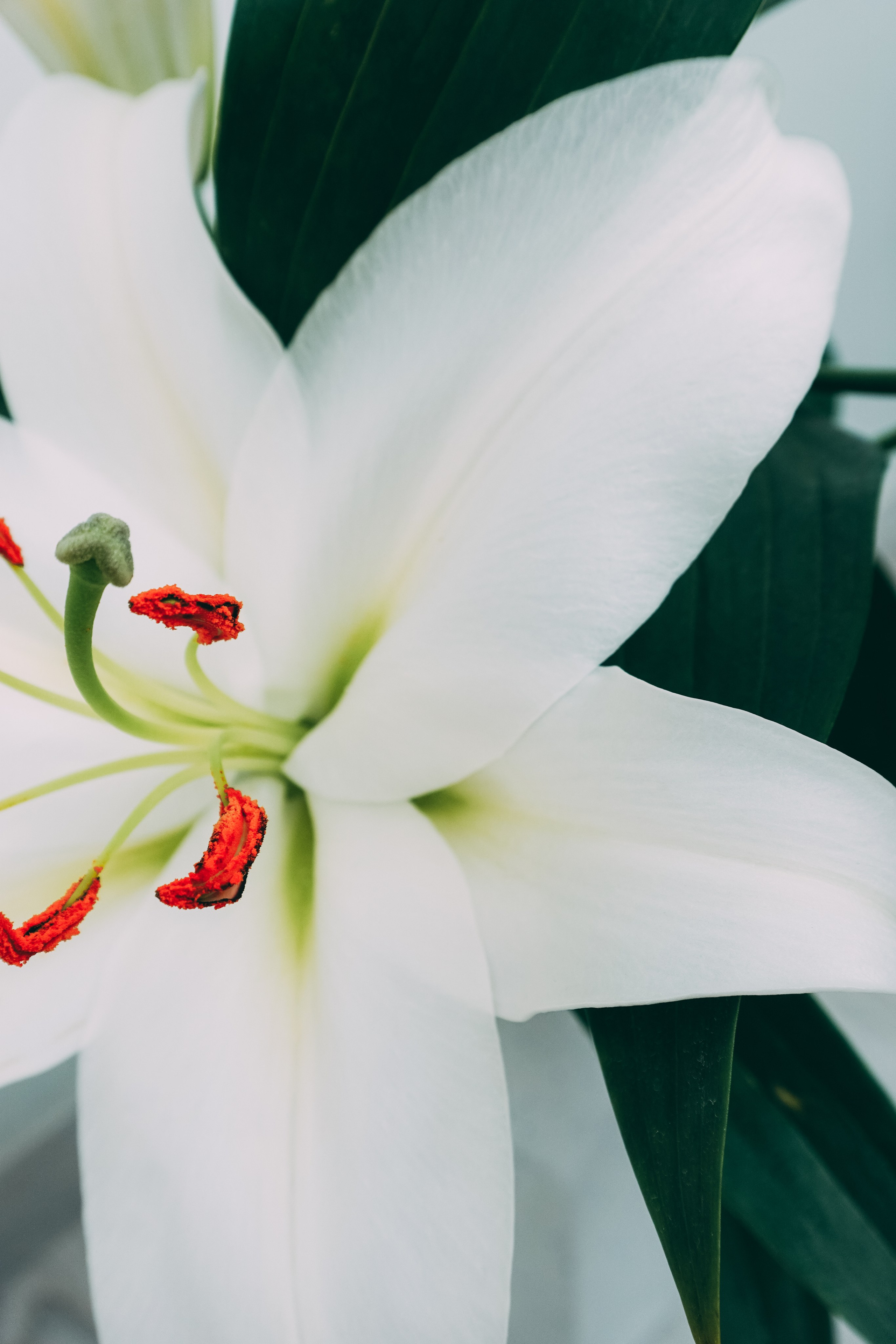 «Люди и растения». Фотограф Алиса Аспер