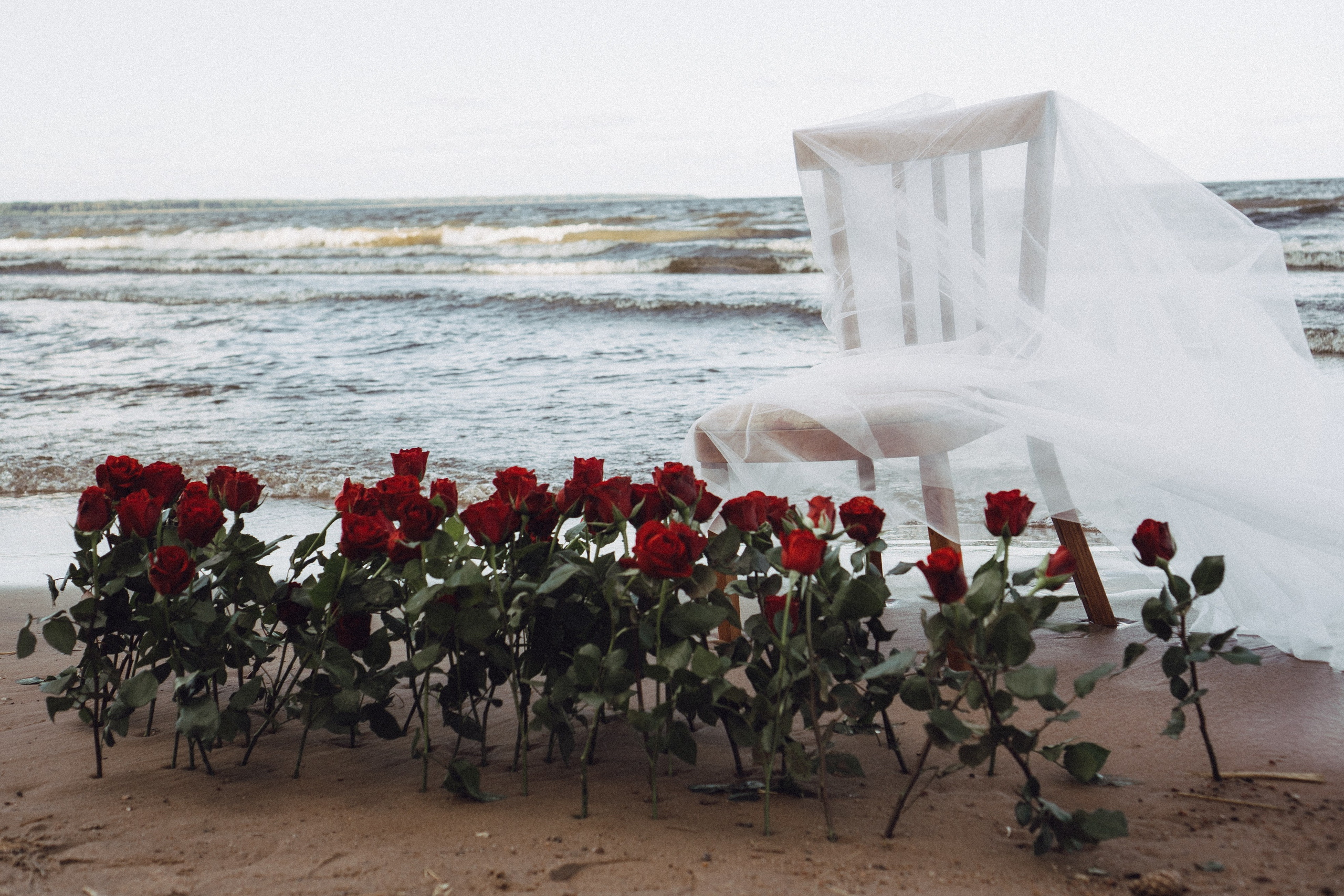 Розы. Профессиональный фотограф, Санкт-Петербург — Виктория Богомолова