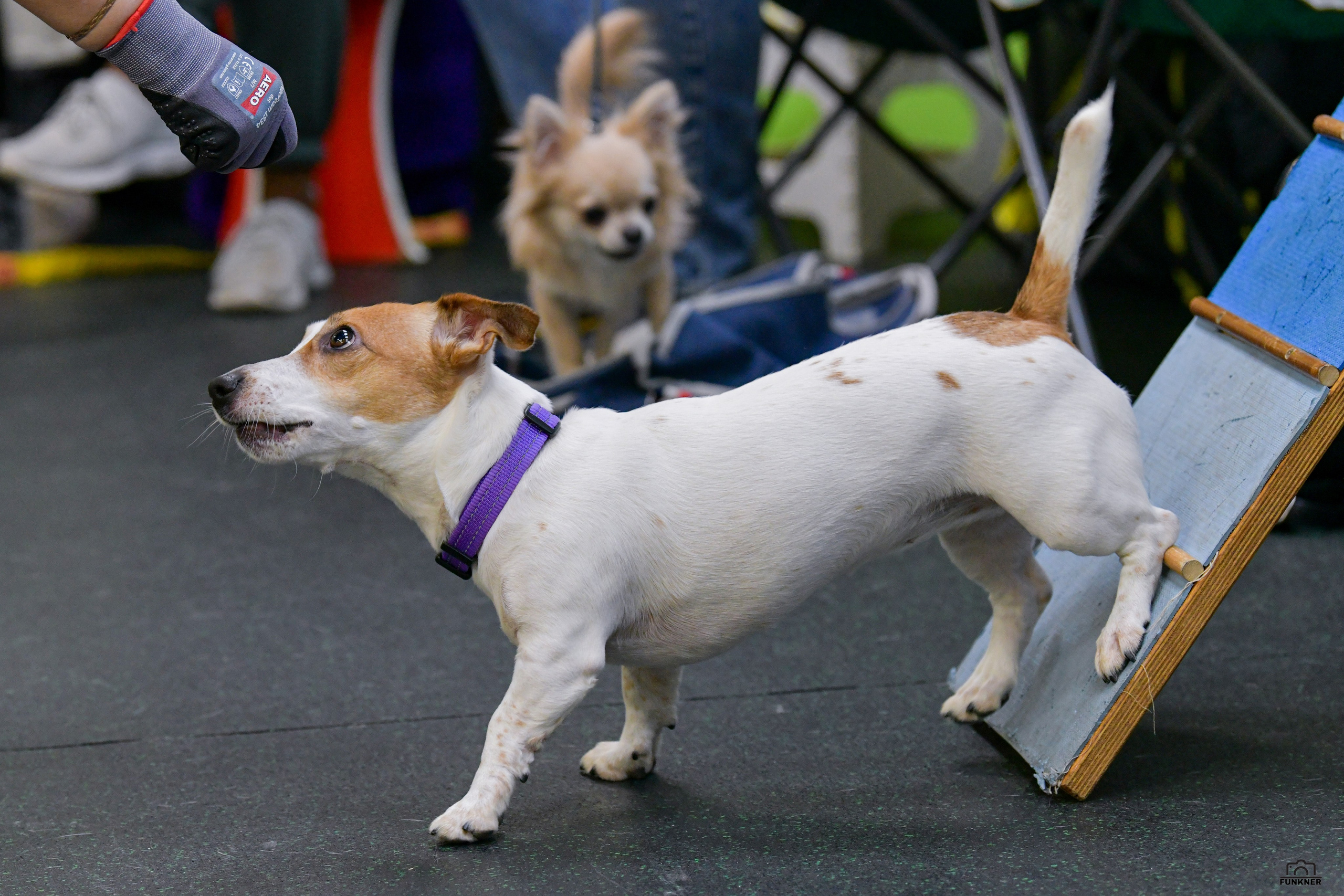 Кинологический клуб «Бодрый хвост». Свой взгляд через объектив