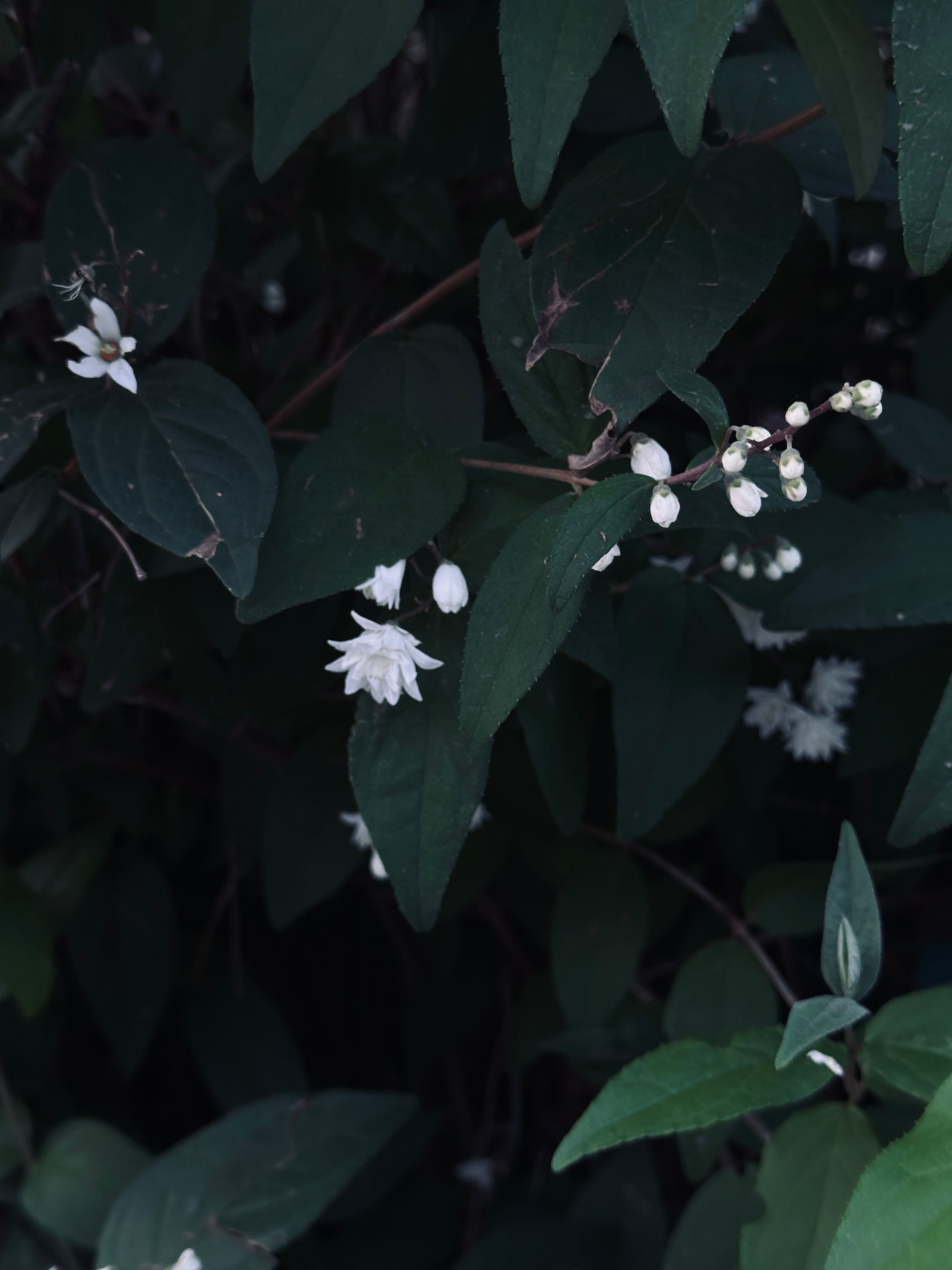 Макро любовь. Смотри, красота!