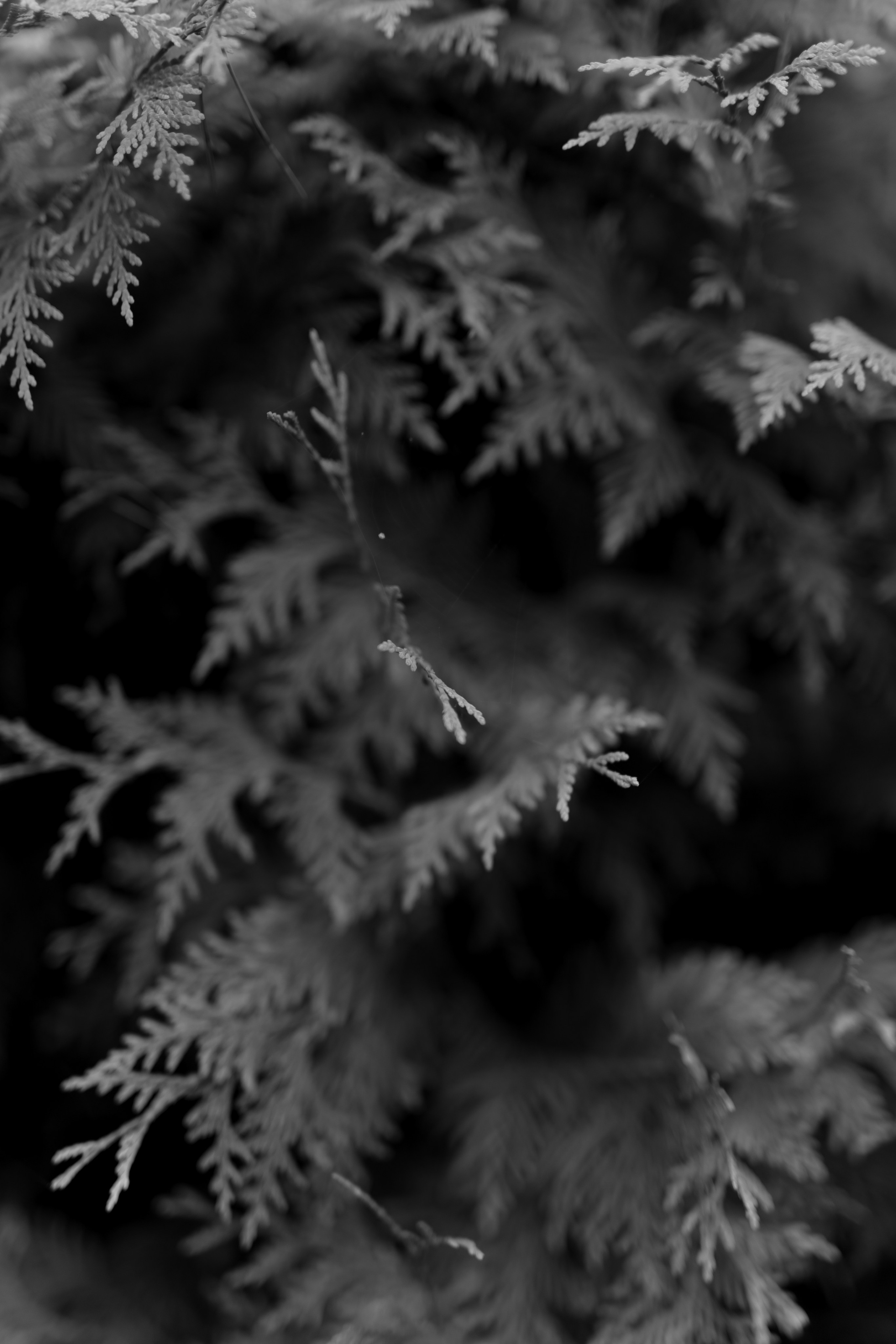 Свадьба Максима и Анны. Фотограф Кольчугино/Владимир/Москва Елизавета Иода