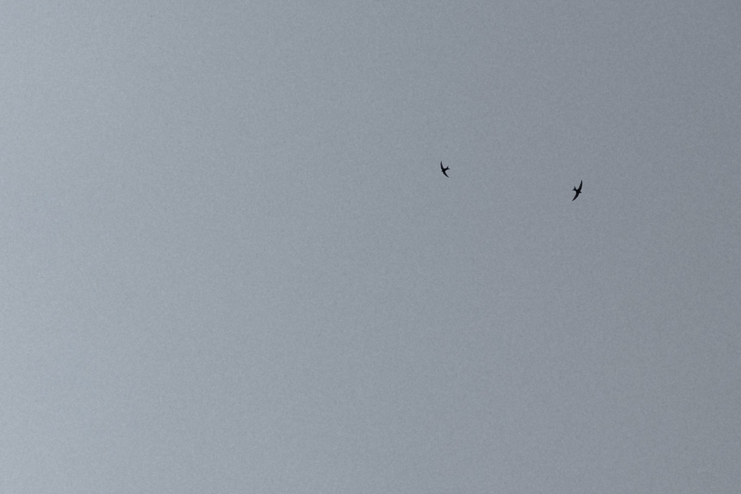 На встречу радуге. Свадебный фотограф Воронеж Москва СПБ