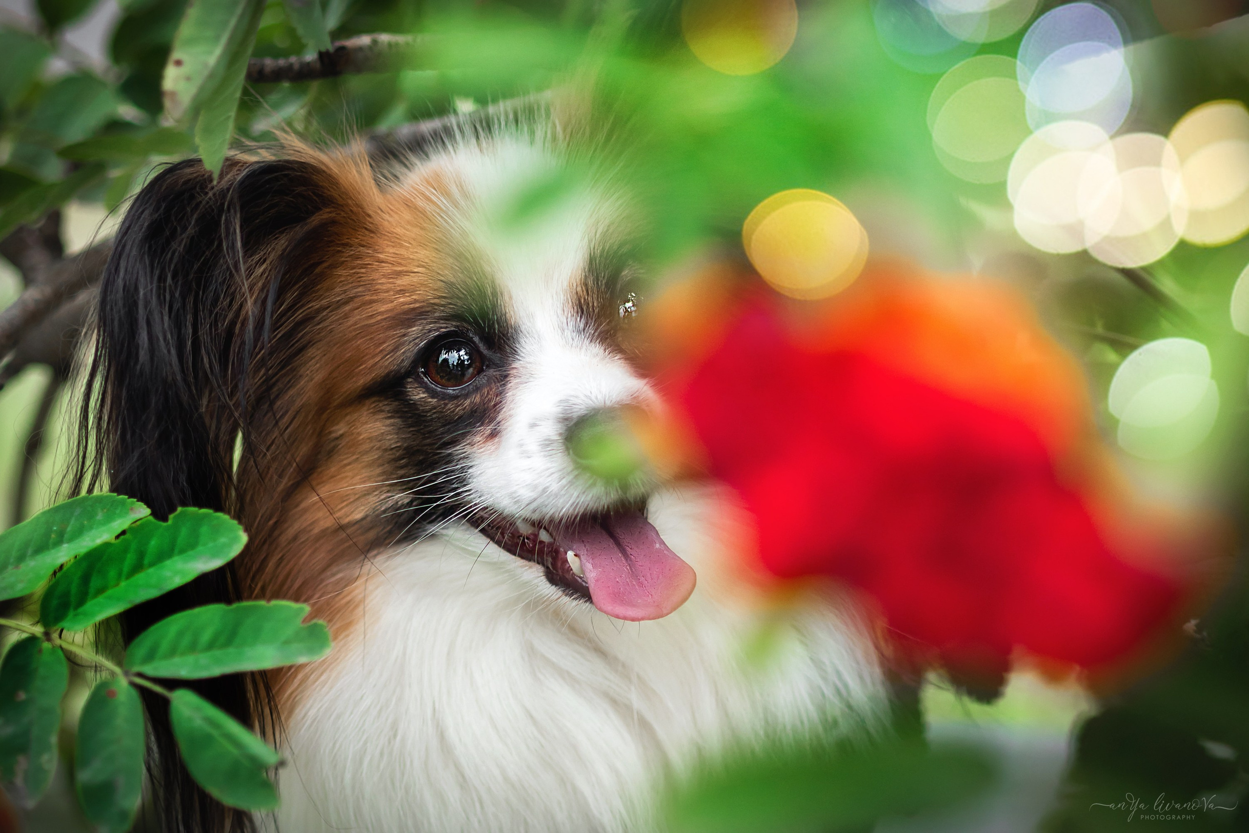 Рябинки. Фотограф анималист Аня Ливанова | Рыбинск
