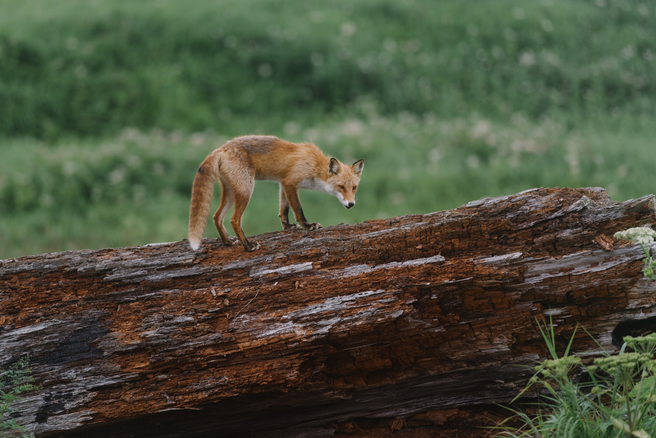Сахалин и Курильские острова. Фотограф Алиса Калинина