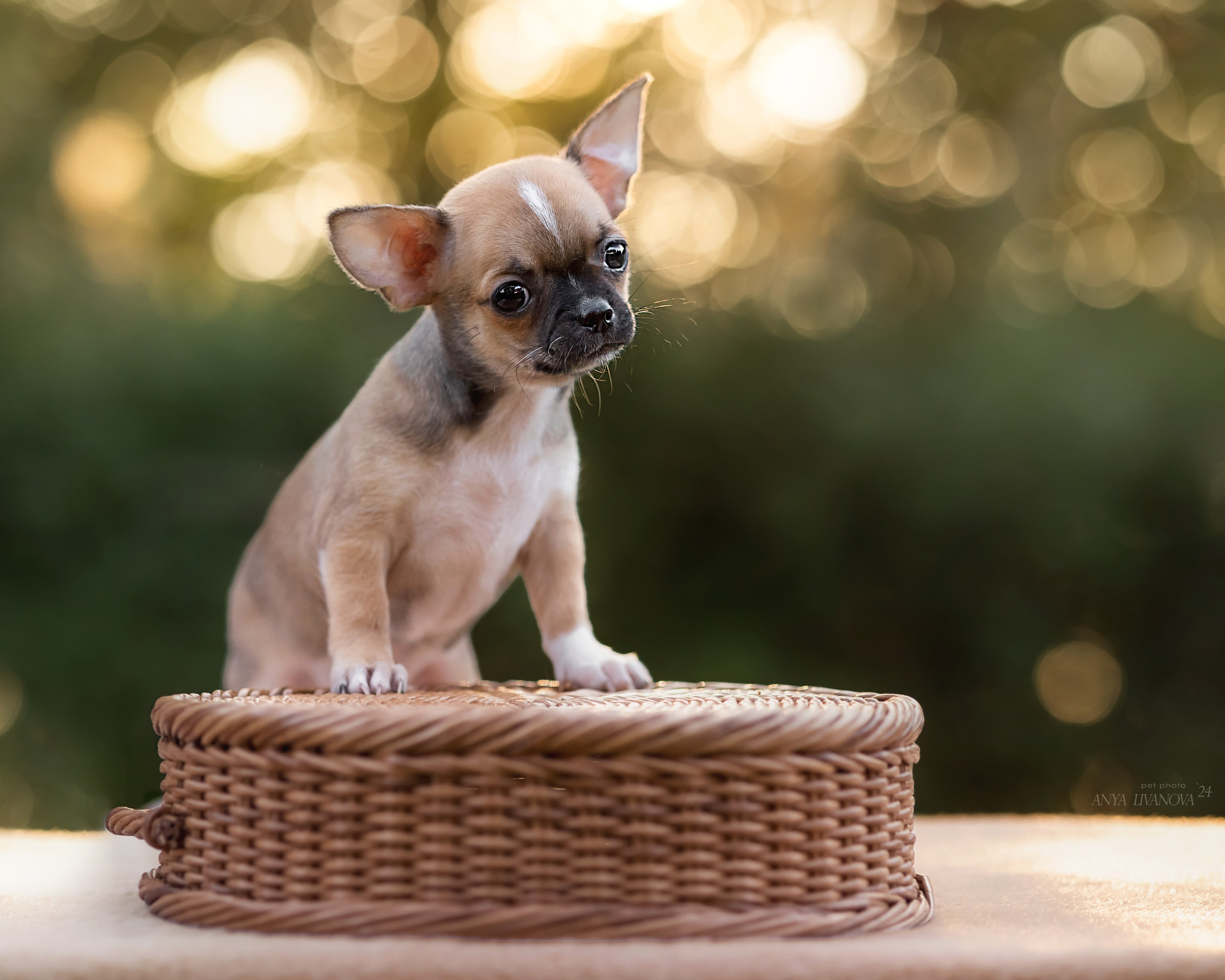 Чихуахуа. Фотограф анималист Аня Ливанова | Рыбинск