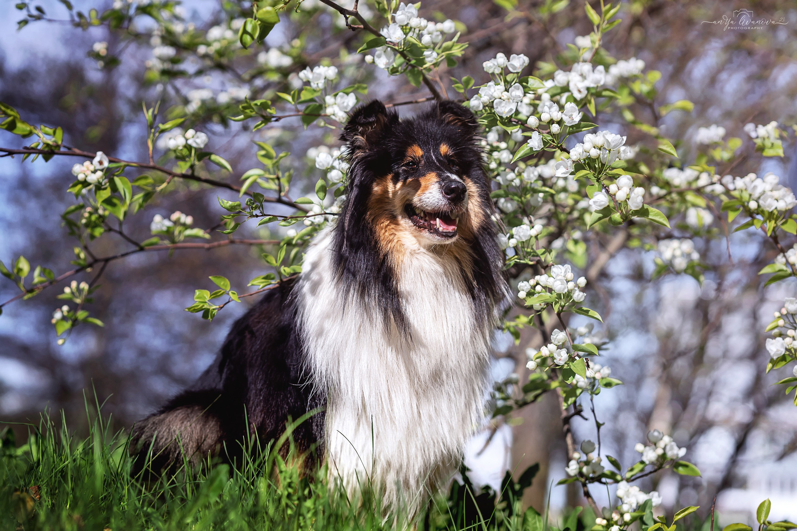 Оля и Вива. Фотограф анималист Аня Ливанова | Рыбинск