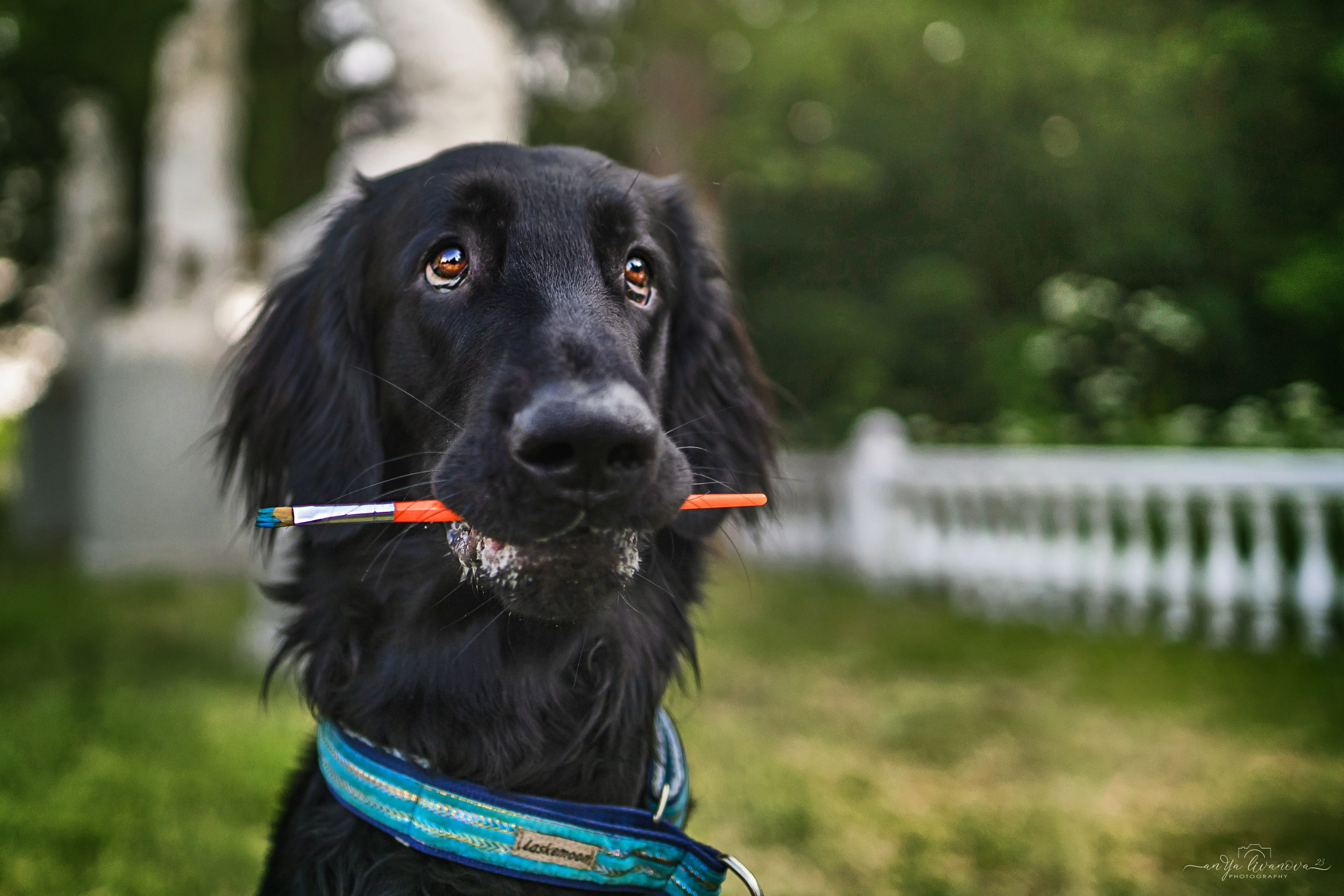 Художники…. Фотограф анималист Аня Ливанова | Рыбинск