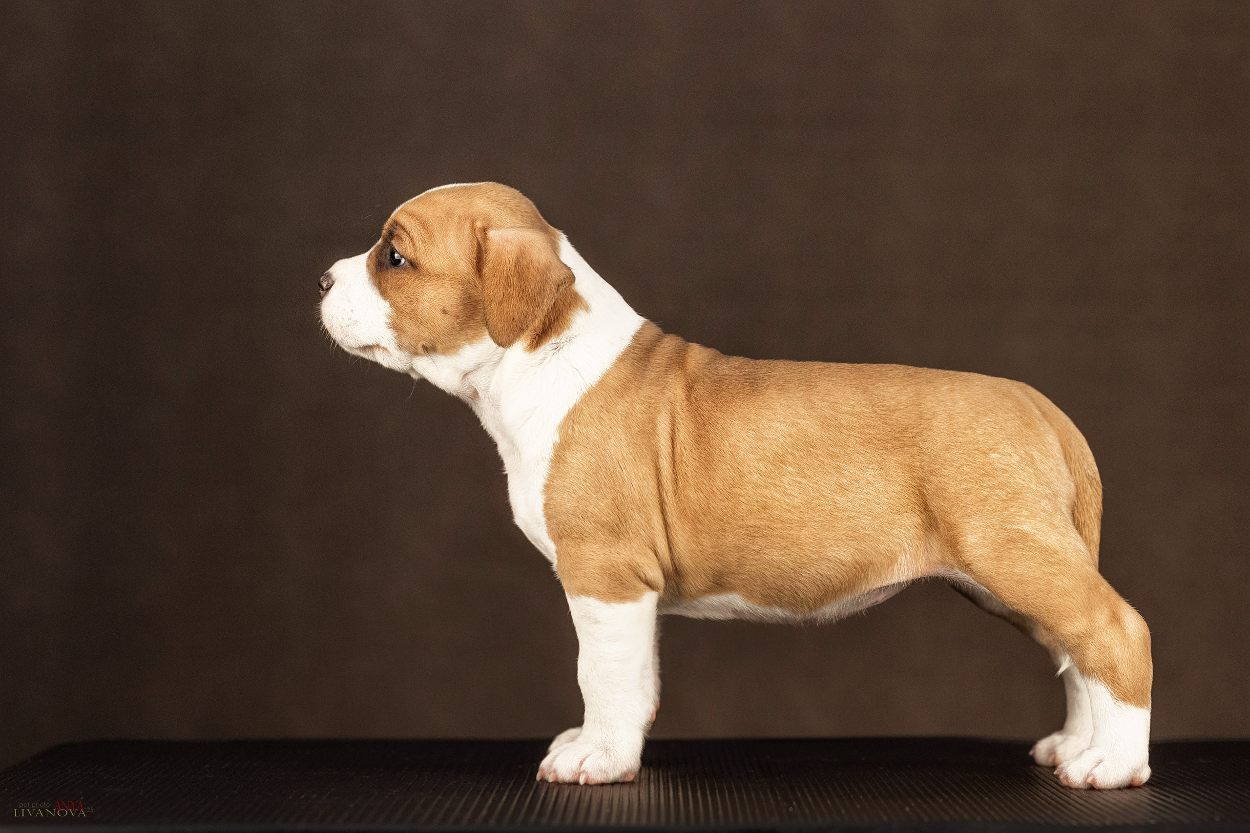 Стаффики. Фотограф анималист Аня Ливанова | Рыбинск