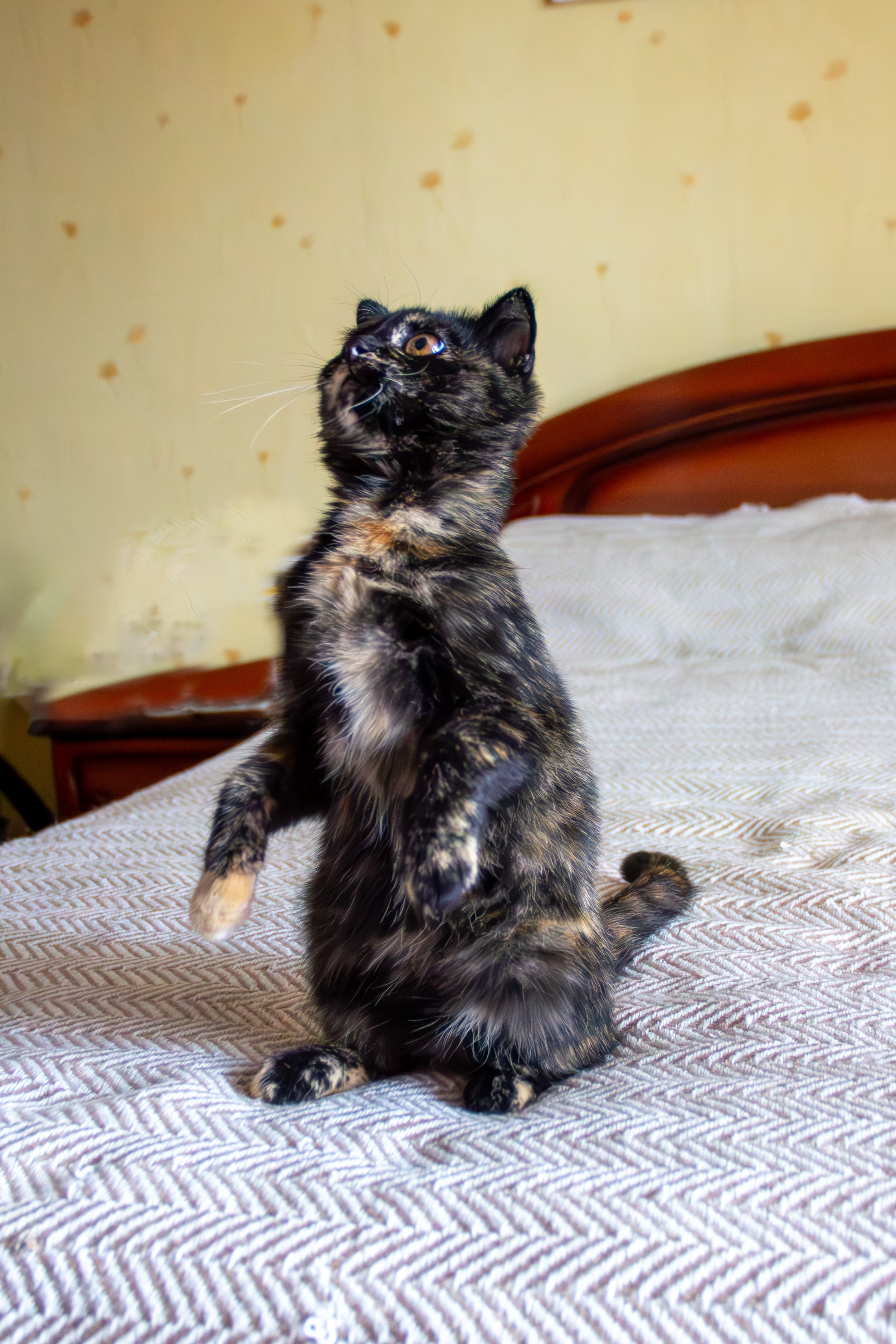 Котёнок Соня. Фотозаметки Лины Юговой | фотограф-анималист